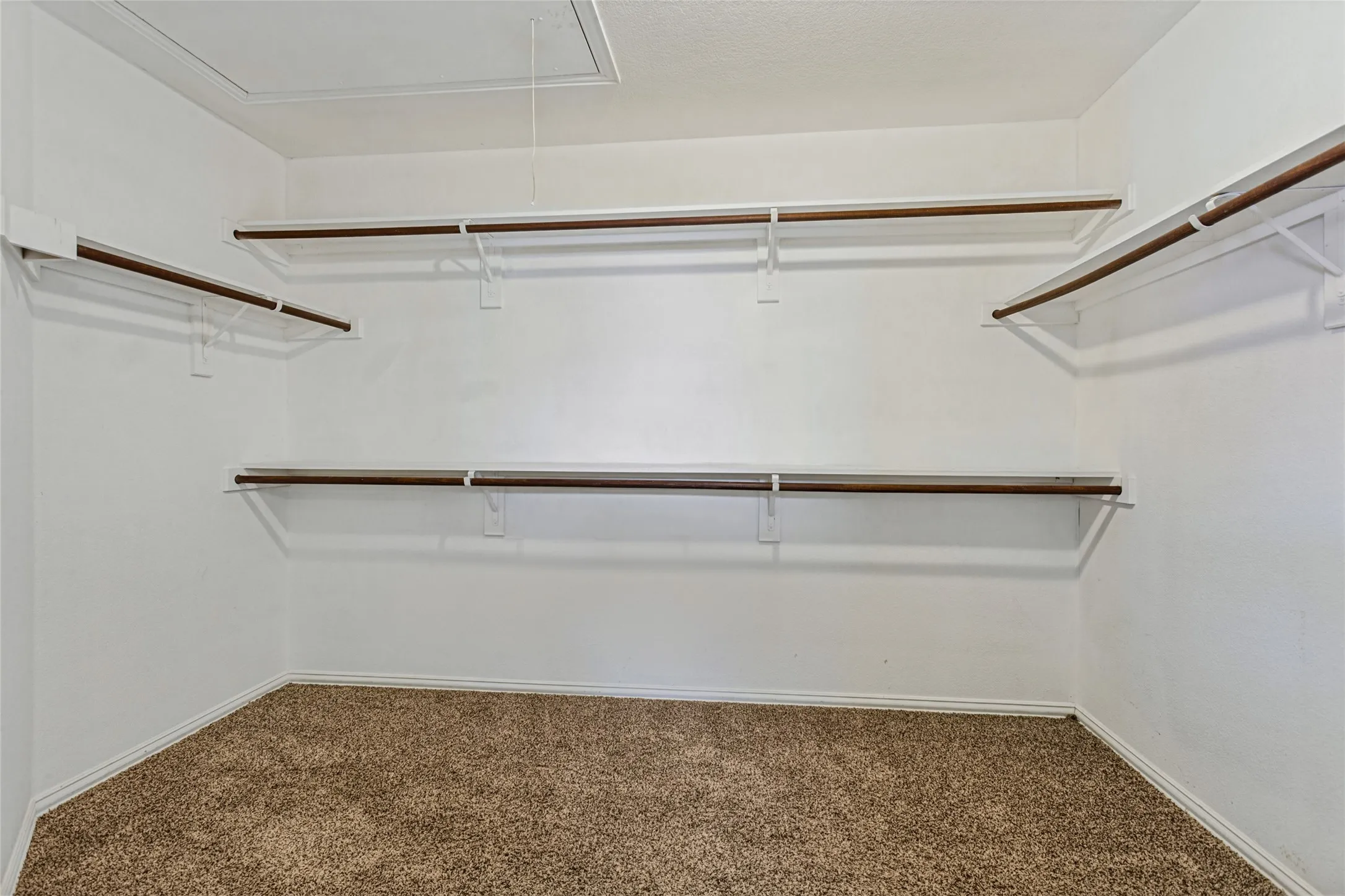 Carpeted walk-in closet featuring white walls, multiple shelving units, and hanging rods