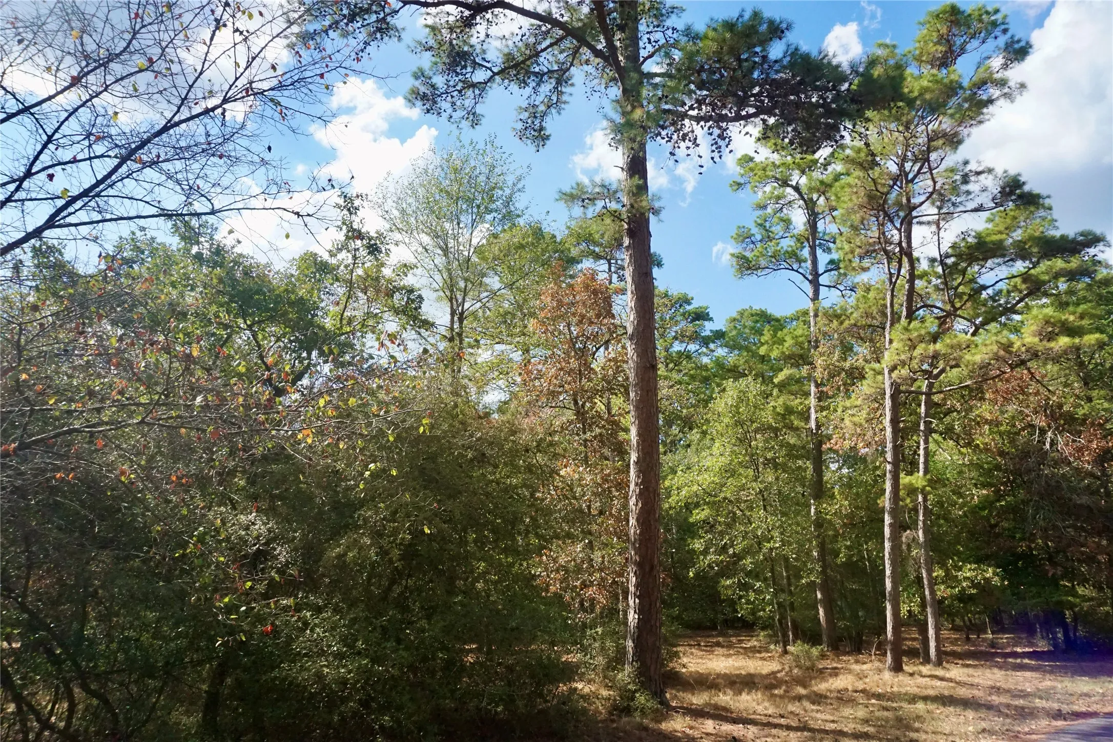 Unimproved Land For Sale in Wood County , TBD Lot 146 (Evening Shadows Trail) Trail, Holly Lake Ranch, Texas 75765, 0, 0, Garage spaces, 0 Sqft, built in 0, mls#21379461, Real Estate Agent in Holly Lake Ranch, Homes For Sale in Wood county, Homes For Sale in Holly Lake Ranch, Realtor in Holly Lake Ranch Texas, Real Estate Brokerage Independent Realty Texas, Luminita Cordes Realtor