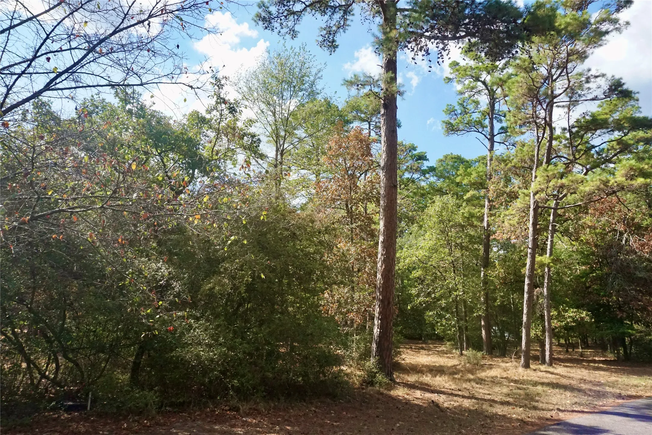 Unimproved Land For Sale in Wood County , TBD Lot 146 (Evening Shadows Trail) Trail, Holly Lake Ranch, Texas 75765, 0, 0, Garage spaces, 0 Sqft, built in 0, mls#21379461, Real Estate Agent in Holly Lake Ranch, Homes For Sale in Wood county, Homes For Sale in Holly Lake Ranch, Realtor in Holly Lake Ranch Texas, Real Estate Brokerage Independent Realty Texas, Luminita Cordes Realtor