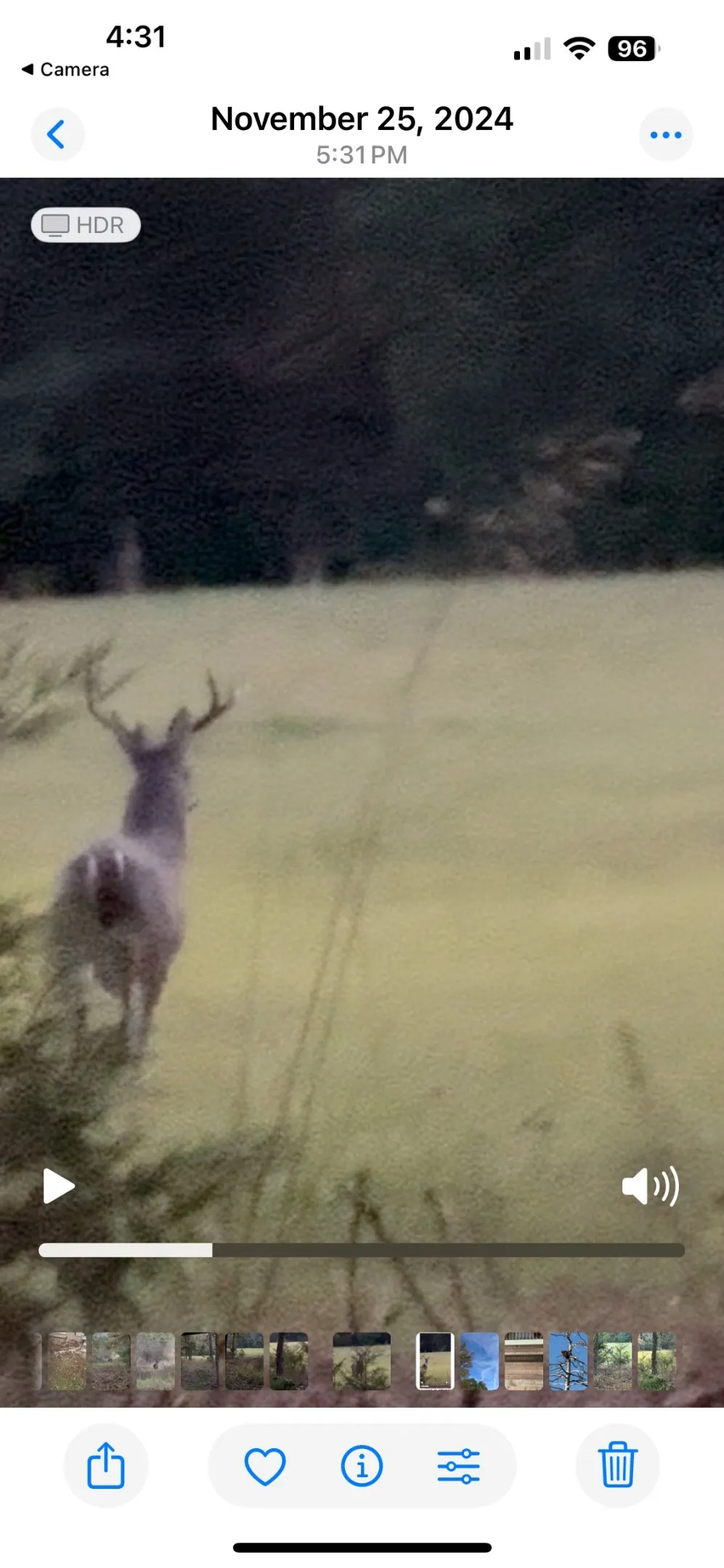 Lots of deer, big bucks, occasional hogs.