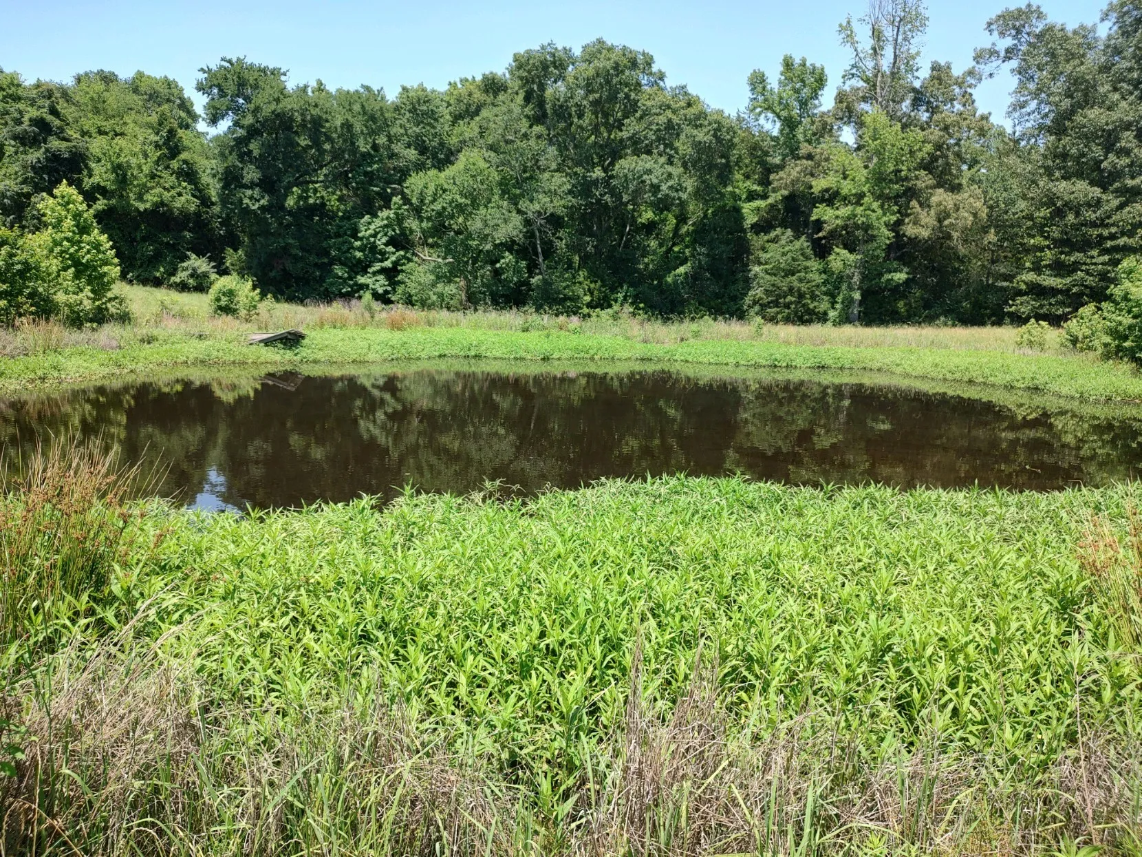 Main pond, has never dried.