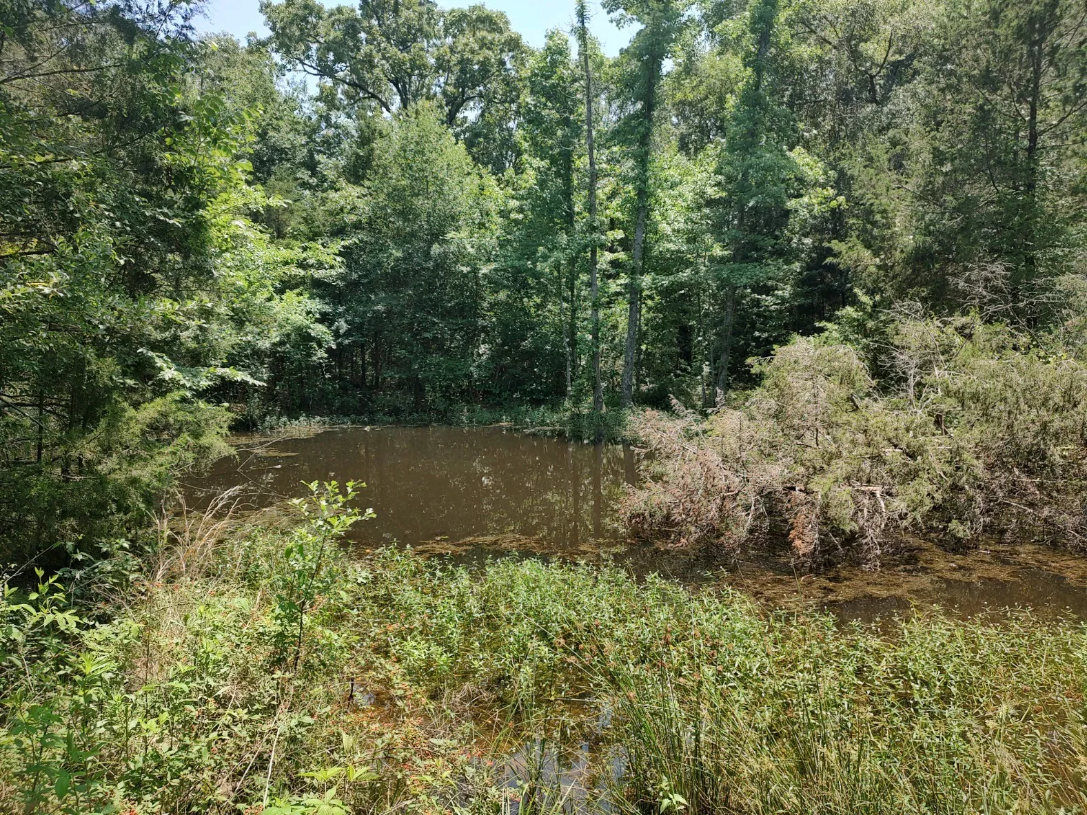 Spring-fed pond that has never dried.
