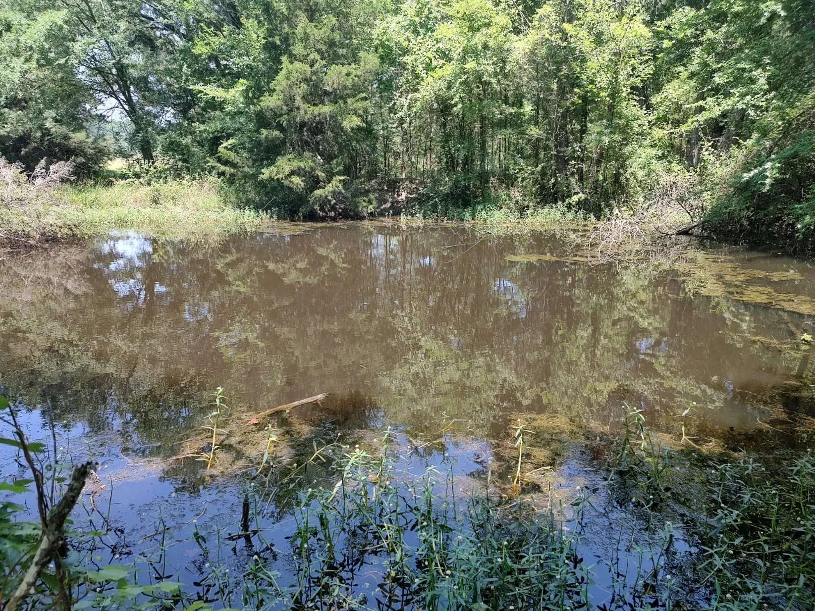 Spring-fed pond that has never dried.