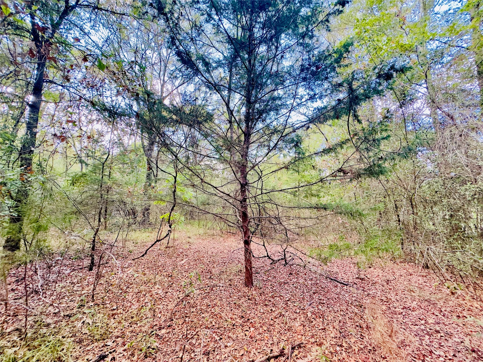 Unimproved Land For Sale in Upshur County , 0000 Apple Tree Road, Gilmer, Texas 75644, 0, 0, Garage spaces, 0 Sqft, built in 0, mls#21379659, Real Estate Agent in Gilmer, Homes For Sale in Upshur county, Homes For Sale in Gilmer, Realtor in Gilmer Texas, Real Estate Brokerage Independent Realty Texas, Luminita Cordes Realtor