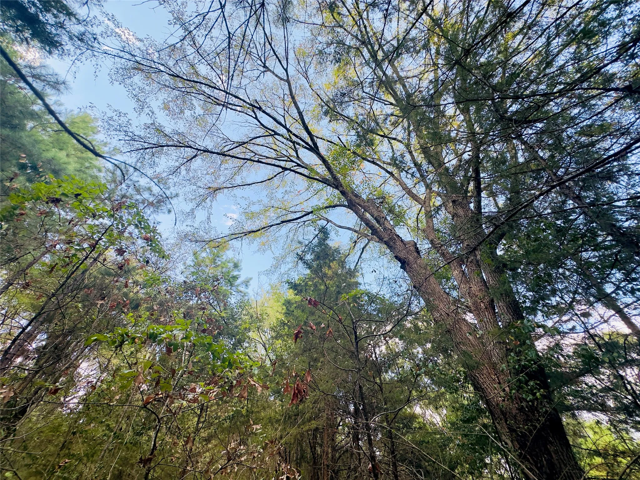 Unimproved Land For Sale in Upshur County , 0000 Apple Tree Road, Gilmer, Texas 75644, 0, 0, Garage spaces, 0 Sqft, built in 0, mls#21379659, Real Estate Agent in Gilmer, Homes For Sale in Upshur county, Homes For Sale in Gilmer, Realtor in Gilmer Texas, Real Estate Brokerage Independent Realty Texas, Luminita Cordes Realtor