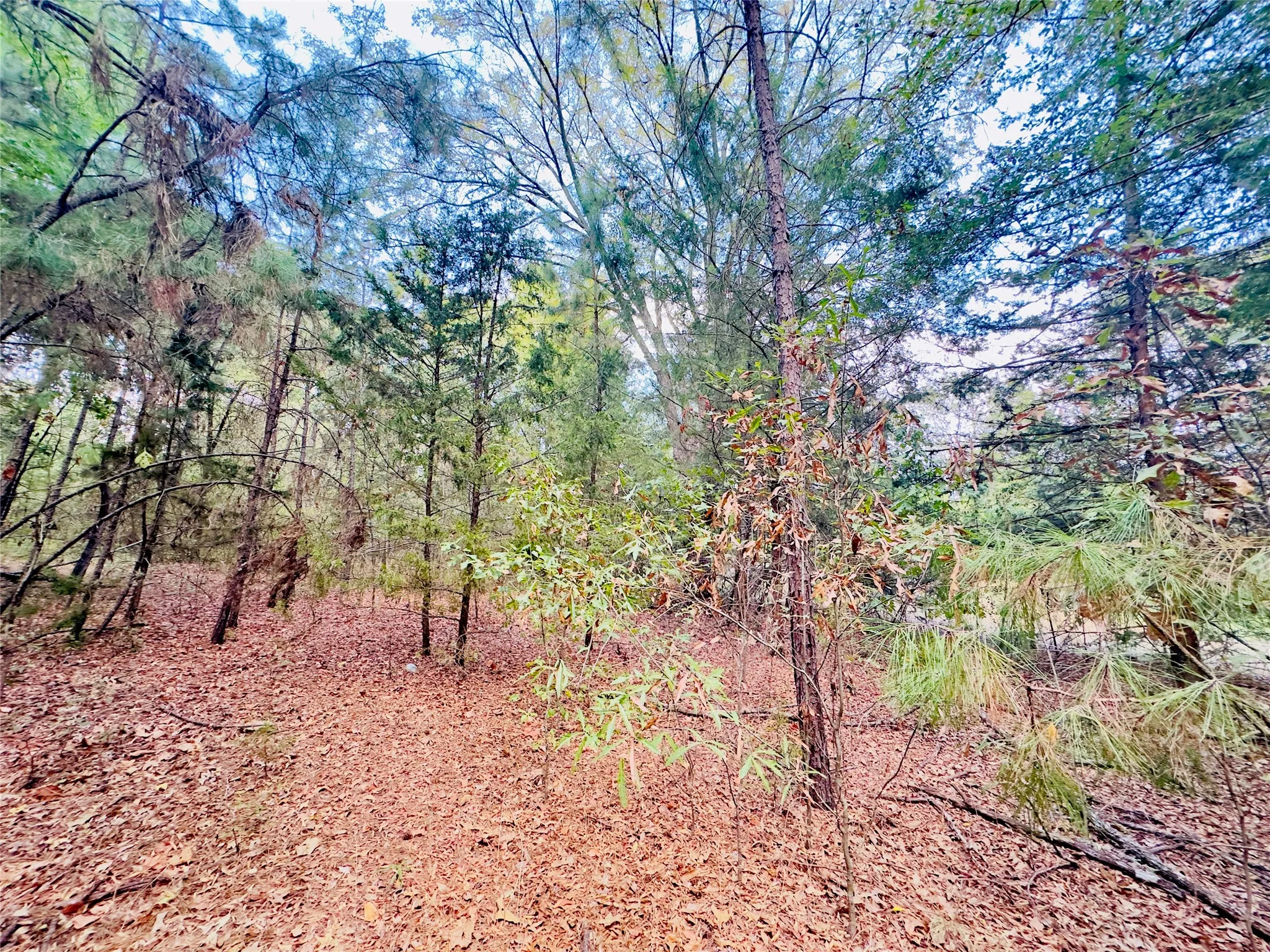 Unimproved Land For Sale in Upshur County , 0000 Apple Tree Road, Gilmer, Texas 75644, 0, 0, Garage spaces, 0 Sqft, built in 0, mls#21379659, Real Estate Agent in Gilmer, Homes For Sale in Upshur county, Homes For Sale in Gilmer, Realtor in Gilmer Texas, Real Estate Brokerage Independent Realty Texas, Luminita Cordes Realtor