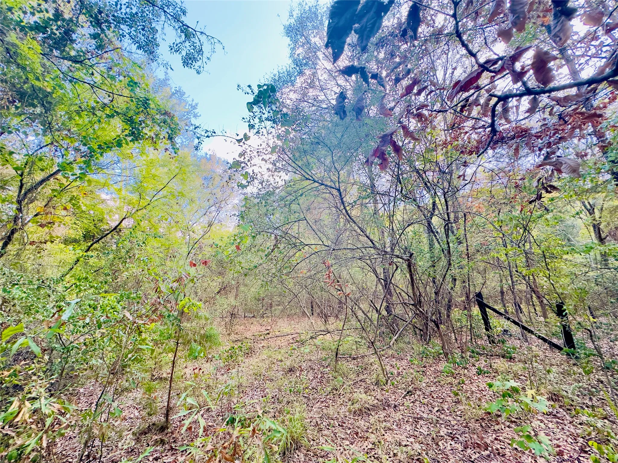 Unimproved Land For Sale in Upshur County , 0000 Apple Tree Road, Gilmer, Texas 75644, 0, 0, Garage spaces, 0 Sqft, built in 0, mls#21379659, Real Estate Agent in Gilmer, Homes For Sale in Upshur county, Homes For Sale in Gilmer, Realtor in Gilmer Texas, Real Estate Brokerage Independent Realty Texas, Luminita Cordes Realtor