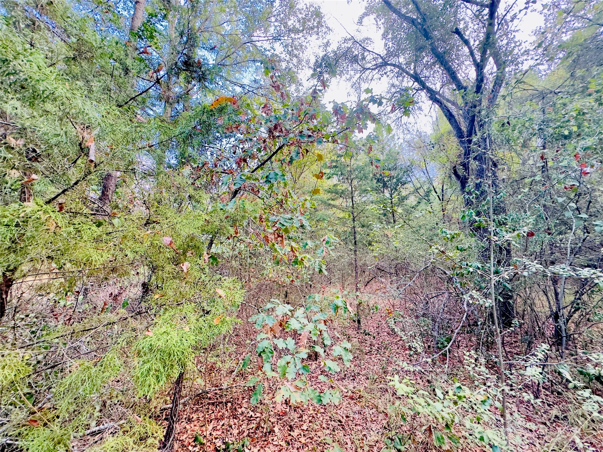 Unimproved Land For Sale in Upshur County , 0000 Apple Tree Road, Gilmer, Texas 75644, 0, 0, Garage spaces, 0 Sqft, built in 0, mls#21379659, Real Estate Agent in Gilmer, Homes For Sale in Upshur county, Homes For Sale in Gilmer, Realtor in Gilmer Texas, Real Estate Brokerage Independent Realty Texas, Luminita Cordes Realtor