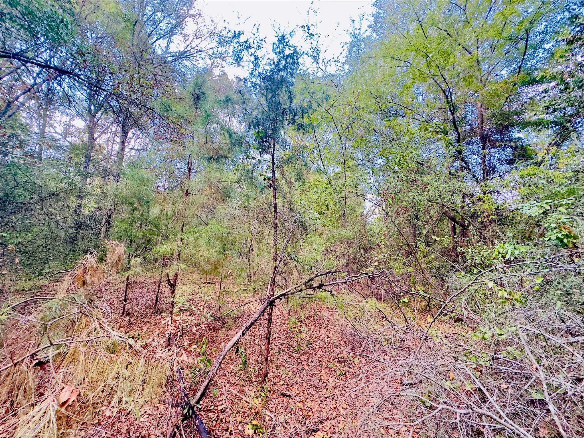Unimproved Land For Sale in Upshur County , 0000 Apple Tree Road, Gilmer, Texas 75644, 0, 0, Garage spaces, 0 Sqft, built in 0, mls#21379659, Real Estate Agent in Gilmer, Homes For Sale in Upshur county, Homes For Sale in Gilmer, Realtor in Gilmer Texas, Real Estate Brokerage Independent Realty Texas, Luminita Cordes Realtor