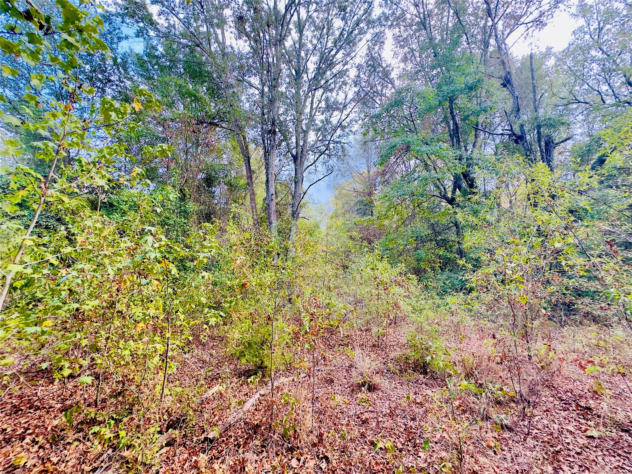 Unimproved Land For Sale in Upshur County , 0000 Apple Tree Road, Gilmer, Texas 75644, 0, 0, Garage spaces, 0 Sqft, built in 0, mls#21379659, Real Estate Agent in Gilmer, Homes For Sale in Upshur county, Homes For Sale in Gilmer, Realtor in Gilmer Texas, Real Estate Brokerage Independent Realty Texas, Luminita Cordes Realtor