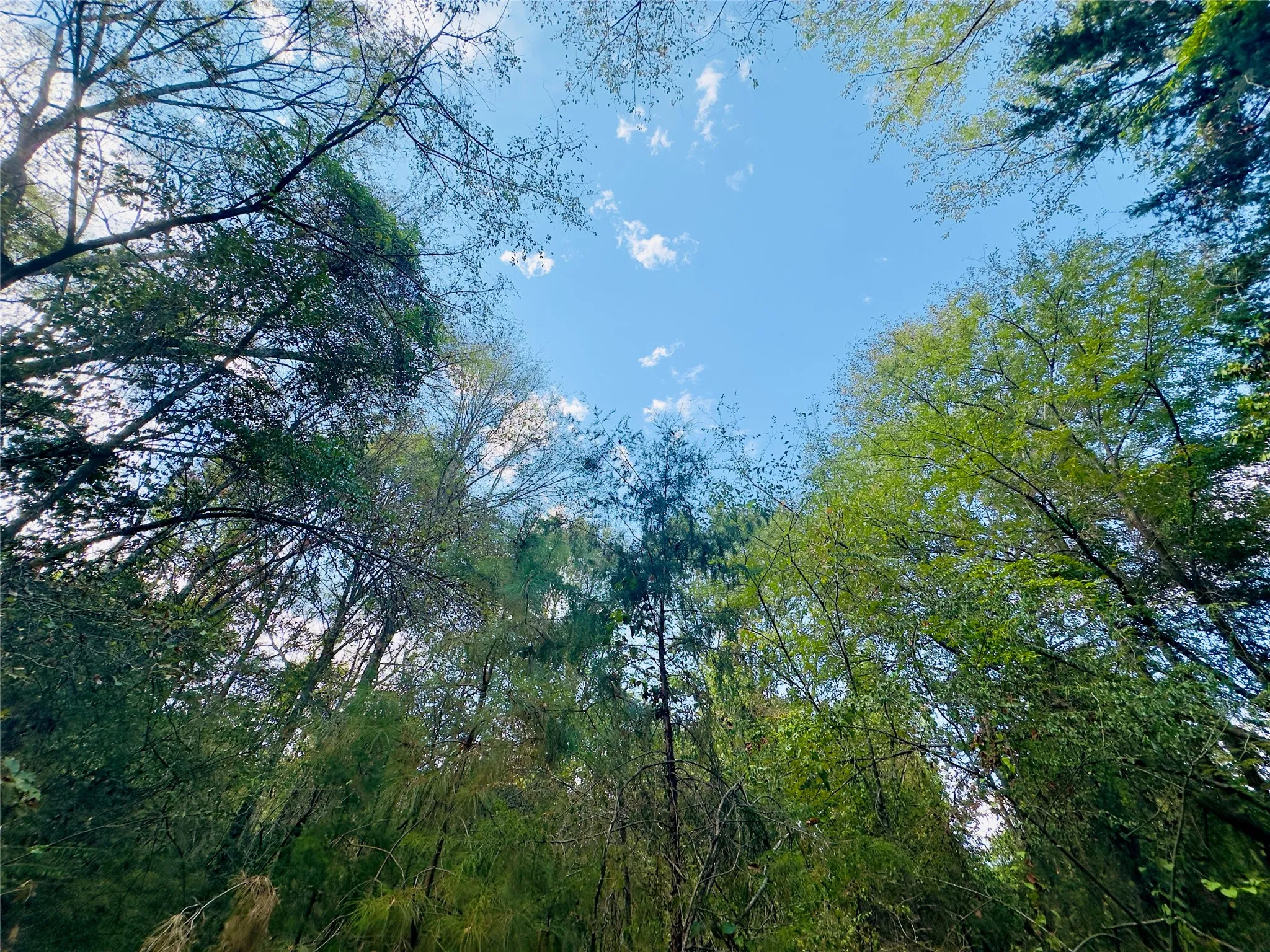 Unimproved Land For Sale in Upshur County , 0000 Apple Tree Road, Gilmer, Texas 75644, 0, 0, Garage spaces, 0 Sqft, built in 0, mls#21379659, Real Estate Agent in Gilmer, Homes For Sale in Upshur county, Homes For Sale in Gilmer, Realtor in Gilmer Texas, Real Estate Brokerage Independent Realty Texas, Luminita Cordes Realtor