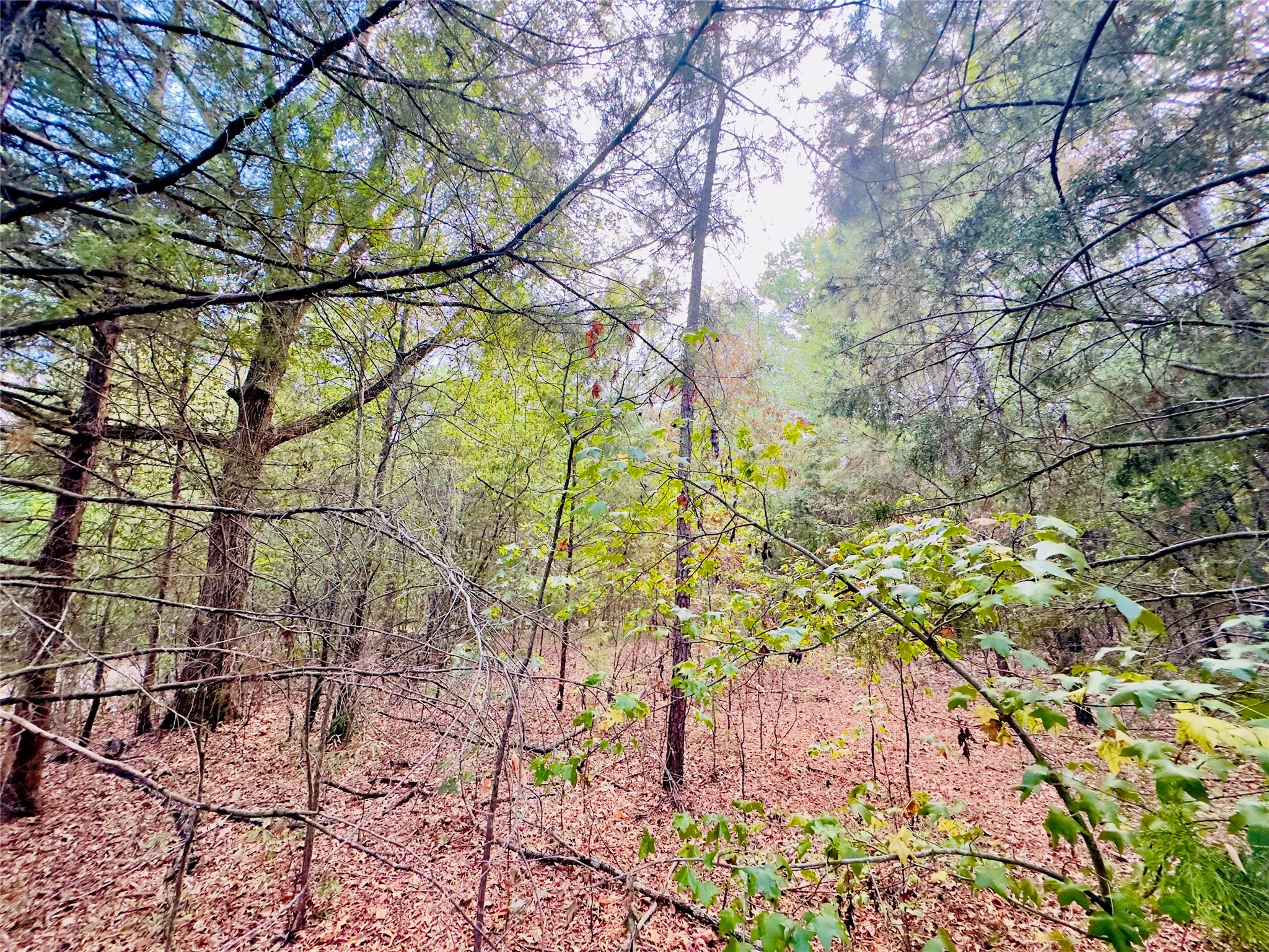 Unimproved Land For Sale in Upshur County , 0000 Apple Tree Road, Gilmer, Texas 75644, 0, 0, Garage spaces, 0 Sqft, built in 0, mls#21379659, Real Estate Agent in Gilmer, Homes For Sale in Upshur county, Homes For Sale in Gilmer, Realtor in Gilmer Texas, Real Estate Brokerage Independent Realty Texas, Luminita Cordes Realtor