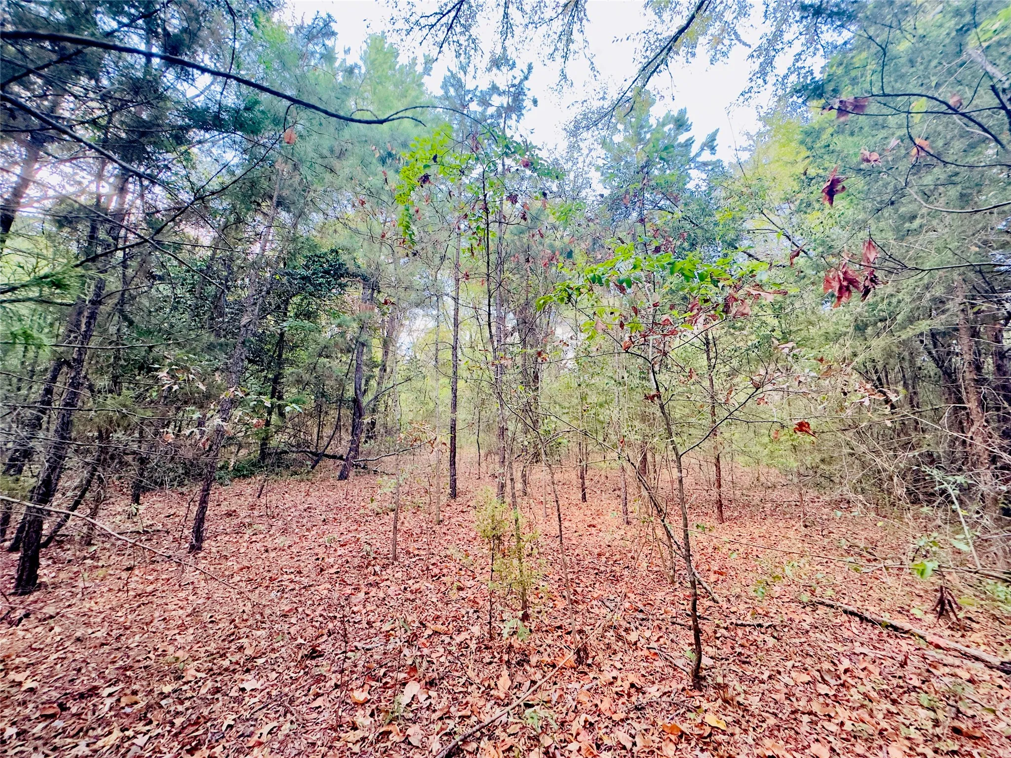 Unimproved Land For Sale in Upshur County , 0000 Apple Tree Road, Gilmer, Texas 75644, 0, 0, Garage spaces, 0 Sqft, built in 0, mls#21379659, Real Estate Agent in Gilmer, Homes For Sale in Upshur county, Homes For Sale in Gilmer, Realtor in Gilmer Texas, Real Estate Brokerage Independent Realty Texas, Luminita Cordes Realtor