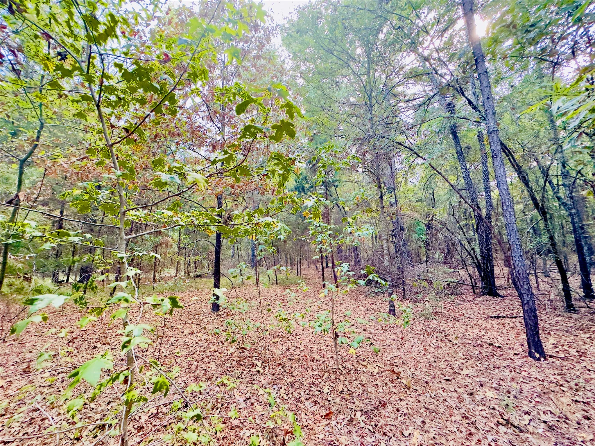 Unimproved Land For Sale in Upshur County , 0000 Apple Tree Road, Gilmer, Texas 75644, 0, 0, Garage spaces, 0 Sqft, built in 0, mls#21379659, Real Estate Agent in Gilmer, Homes For Sale in Upshur county, Homes For Sale in Gilmer, Realtor in Gilmer Texas, Real Estate Brokerage Independent Realty Texas, Luminita Cordes Realtor