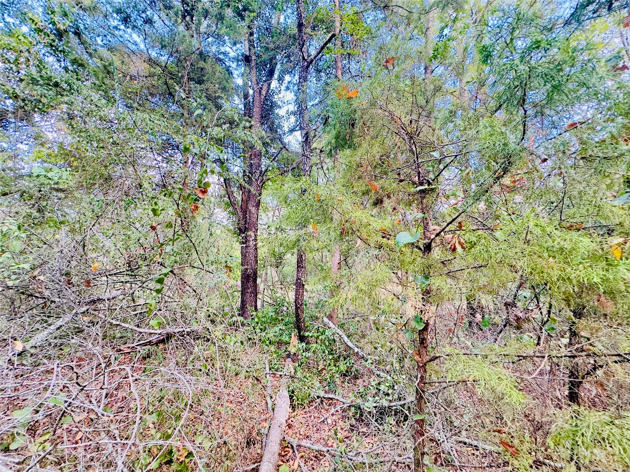 Unimproved Land For Sale in Upshur County , 0000 Apple Tree Road, Gilmer, Texas 75644, 0, 0, Garage spaces, 0 Sqft, built in 0, mls#21379659, Real Estate Agent in Gilmer, Homes For Sale in Upshur county, Homes For Sale in Gilmer, Realtor in Gilmer Texas, Real Estate Brokerage Independent Realty Texas, Luminita Cordes Realtor