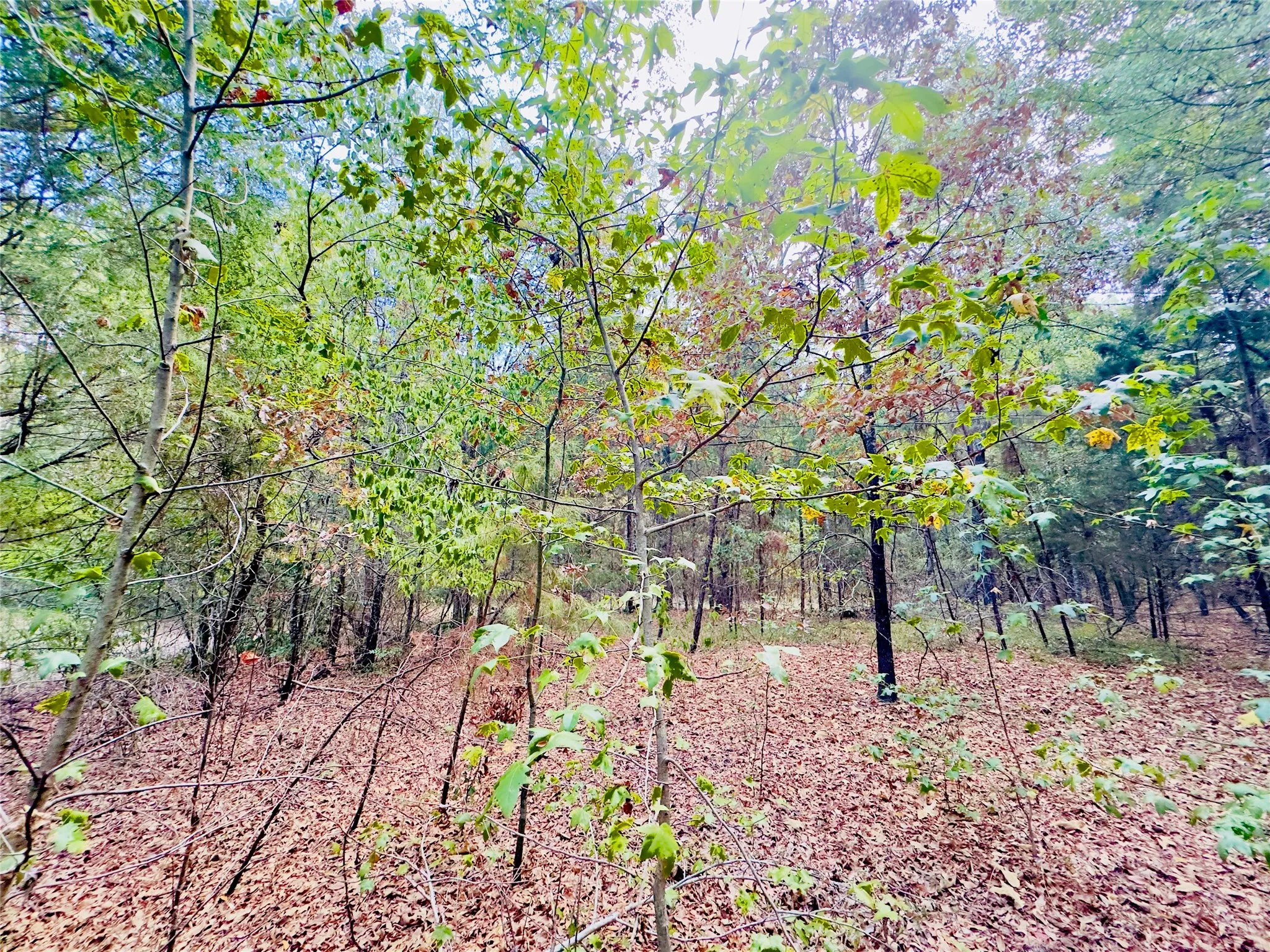 Unimproved Land For Sale in Upshur County , 0000 Apple Tree Road, Gilmer, Texas 75644, 0, 0, Garage spaces, 0 Sqft, built in 0, mls#21379659, Real Estate Agent in Gilmer, Homes For Sale in Upshur county, Homes For Sale in Gilmer, Realtor in Gilmer Texas, Real Estate Brokerage Independent Realty Texas, Luminita Cordes Realtor