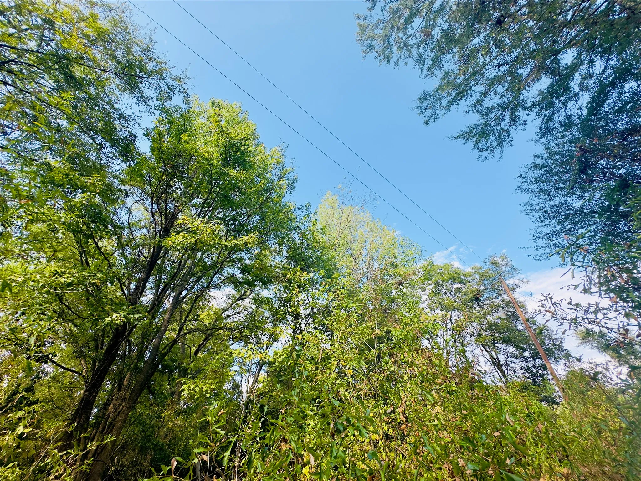 Unimproved Land For Sale in Upshur County , 0000 Apple Tree Road, Gilmer, Texas 75644, 0, 0, Garage spaces, 0 Sqft, built in 0, mls#21379659, Real Estate Agent in Gilmer, Homes For Sale in Upshur county, Homes For Sale in Gilmer, Realtor in Gilmer Texas, Real Estate Brokerage Independent Realty Texas, Luminita Cordes Realtor