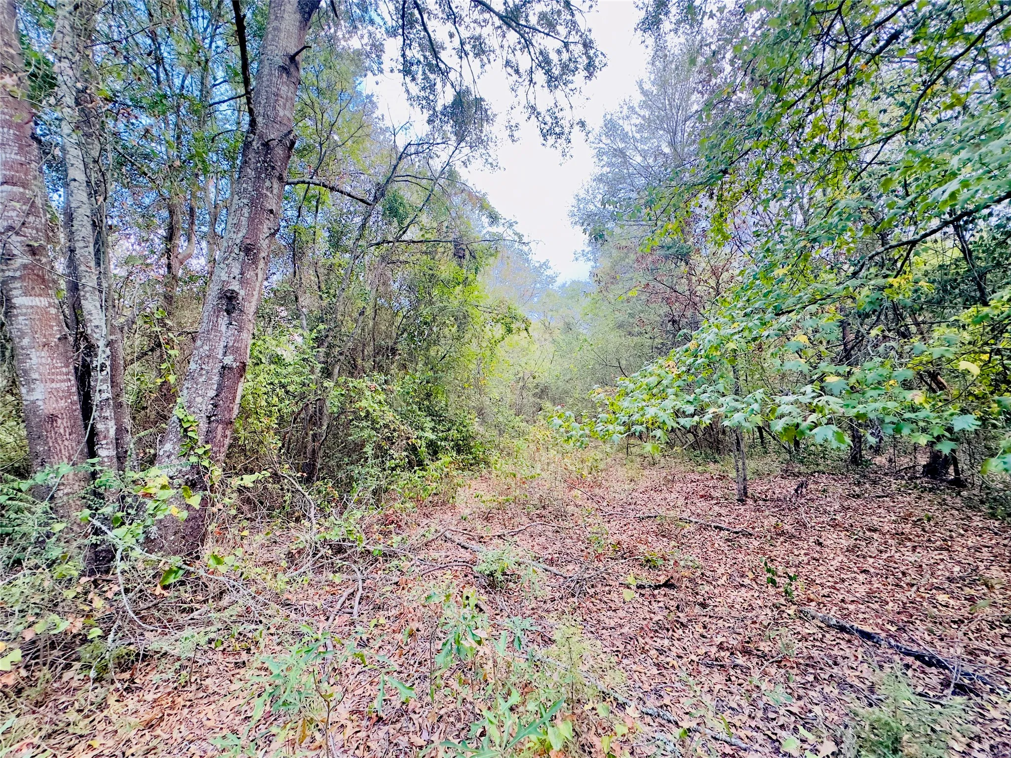 Unimproved Land For Sale in Upshur County , 0000 Apple Tree Road, Gilmer, Texas 75644, 0, 0, Garage spaces, 0 Sqft, built in 0, mls#21379659, Real Estate Agent in Gilmer, Homes For Sale in Upshur county, Homes For Sale in Gilmer, Realtor in Gilmer Texas, Real Estate Brokerage Independent Realty Texas, Luminita Cordes Realtor