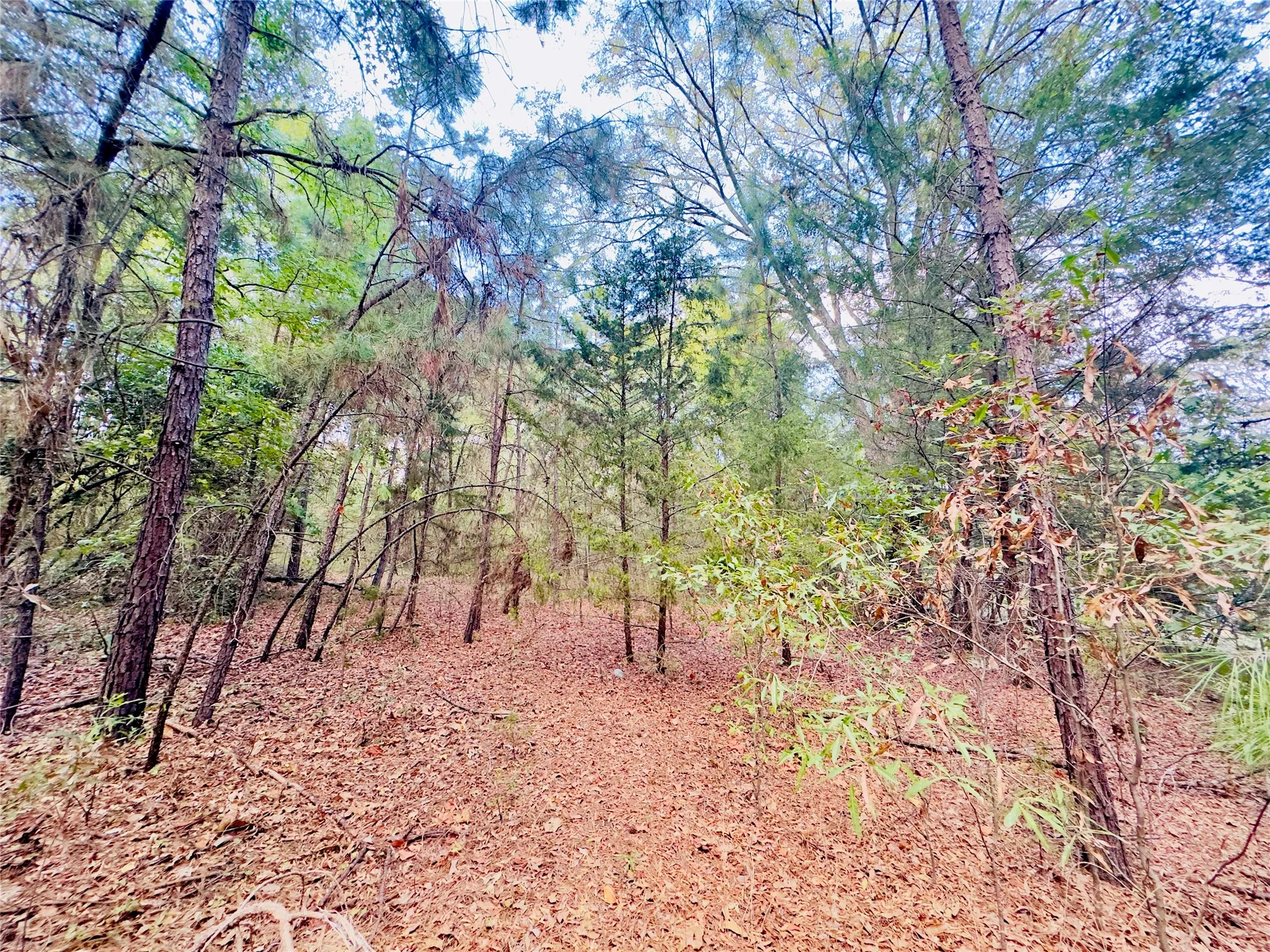 Unimproved Land For Sale in Upshur County , 0000 Apple Tree Road, Gilmer, Texas 75644, 0, 0, Garage spaces, 0 Sqft, built in 0, mls#21379659, Real Estate Agent in Gilmer, Homes For Sale in Upshur county, Homes For Sale in Gilmer, Realtor in Gilmer Texas, Real Estate Brokerage Independent Realty Texas, Luminita Cordes Realtor