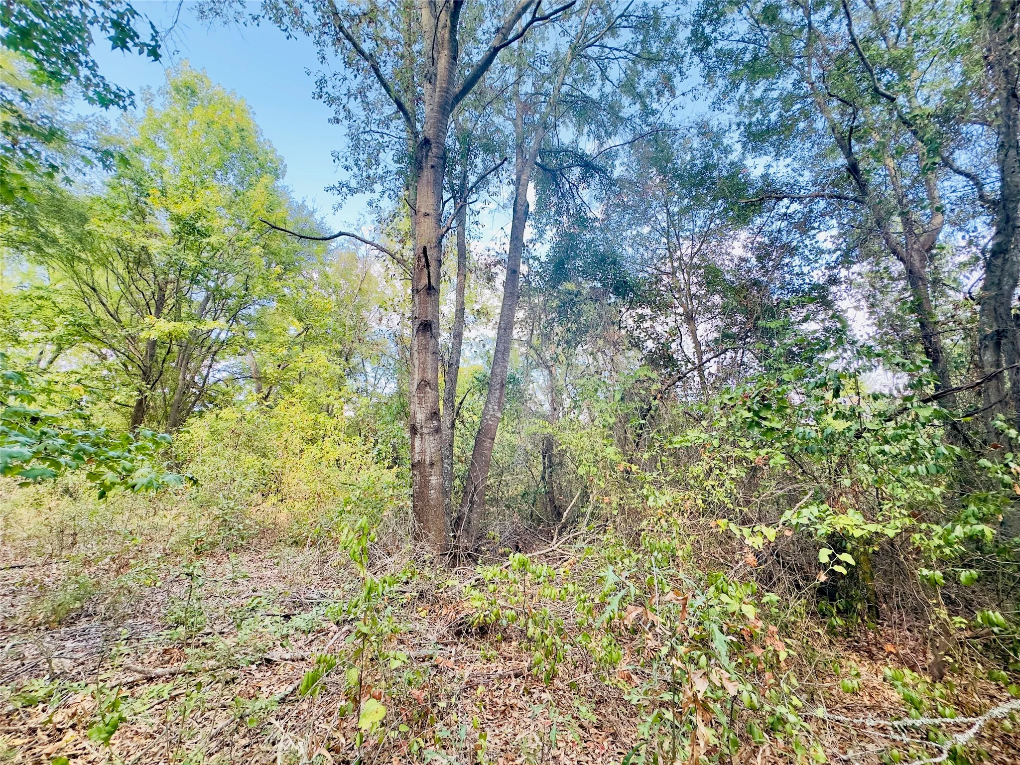 Unimproved Land For Sale in Upshur County , 0000 Apple Tree Road, Gilmer, Texas 75644, 0, 0, Garage spaces, 0 Sqft, built in 0, mls#21379659, Real Estate Agent in Gilmer, Homes For Sale in Upshur county, Homes For Sale in Gilmer, Realtor in Gilmer Texas, Real Estate Brokerage Independent Realty Texas, Luminita Cordes Realtor