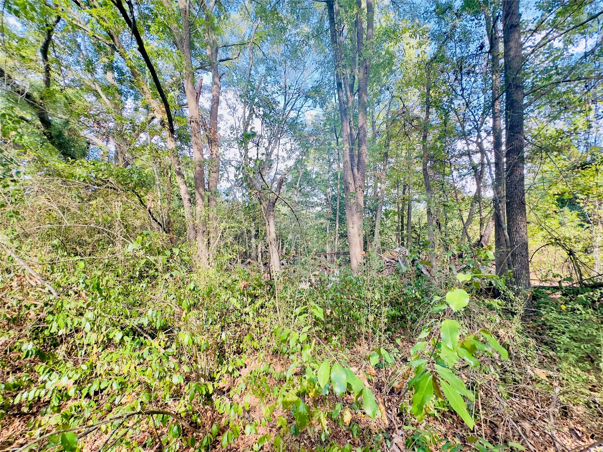 Unimproved Land For Sale in Upshur County , 0000 Apple Tree Road, Gilmer, Texas 75644, 0, 0, Garage spaces, 0 Sqft, built in 0, mls#21379659, Real Estate Agent in Gilmer, Homes For Sale in Upshur county, Homes For Sale in Gilmer, Realtor in Gilmer Texas, Real Estate Brokerage Independent Realty Texas, Luminita Cordes Realtor