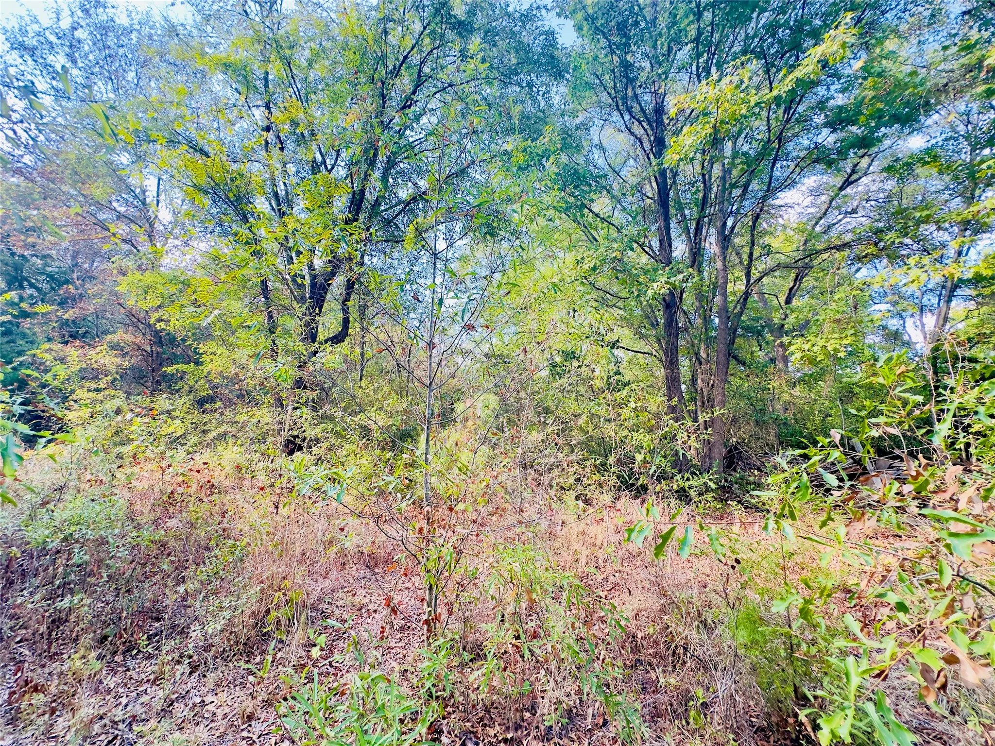 Unimproved Land For Sale in Upshur County , 0000 Apple Tree Road, Gilmer, Texas 75644, 0, 0, Garage spaces, 0 Sqft, built in 0, mls#21379659, Real Estate Agent in Gilmer, Homes For Sale in Upshur county, Homes For Sale in Gilmer, Realtor in Gilmer Texas, Real Estate Brokerage Independent Realty Texas, Luminita Cordes Realtor