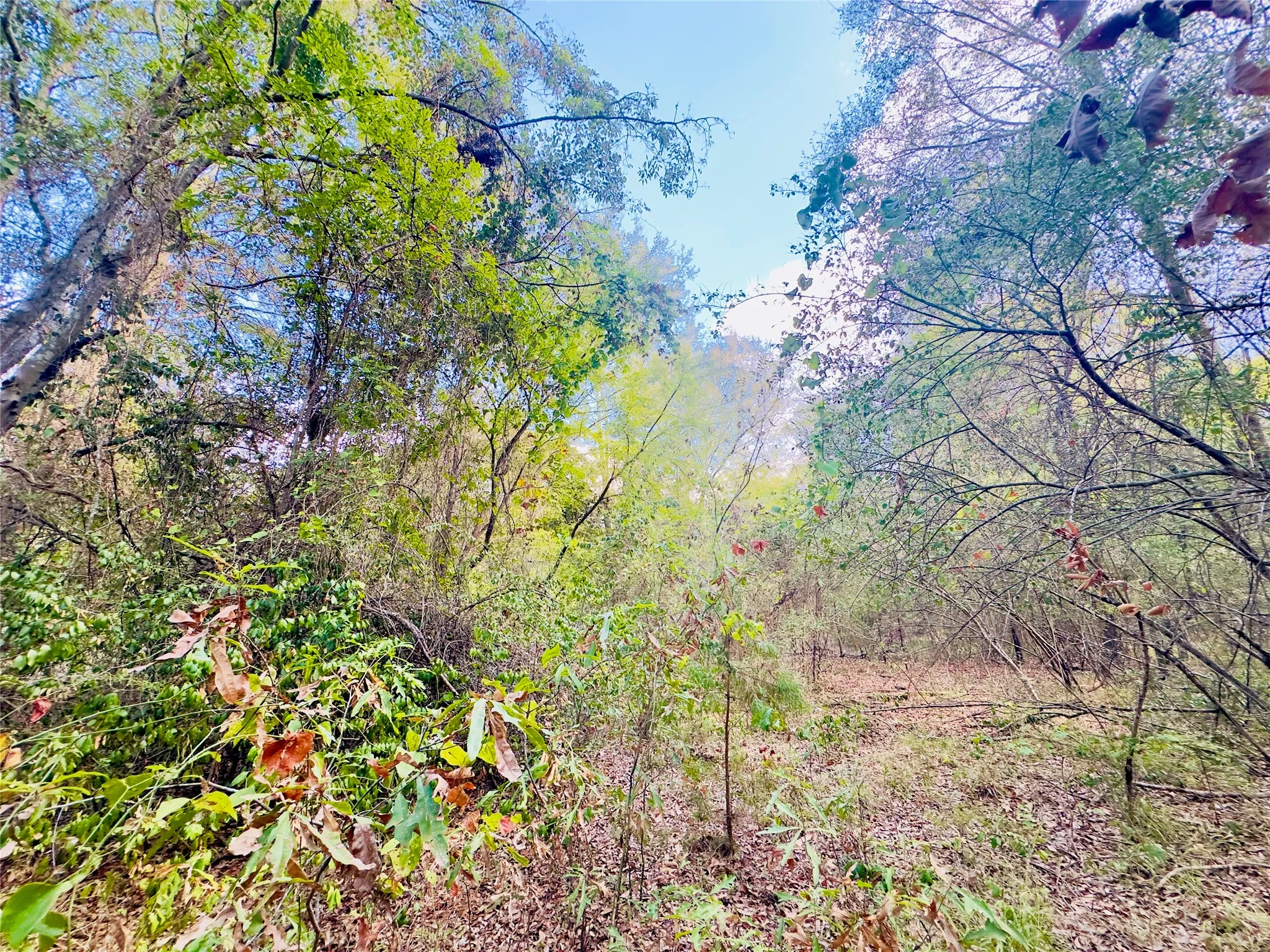 Unimproved Land For Sale in Upshur County , 0000 Apple Tree Road, Gilmer, Texas 75644, 0, 0, Garage spaces, 0 Sqft, built in 0, mls#21379659, Real Estate Agent in Gilmer, Homes For Sale in Upshur county, Homes For Sale in Gilmer, Realtor in Gilmer Texas, Real Estate Brokerage Independent Realty Texas, Luminita Cordes Realtor