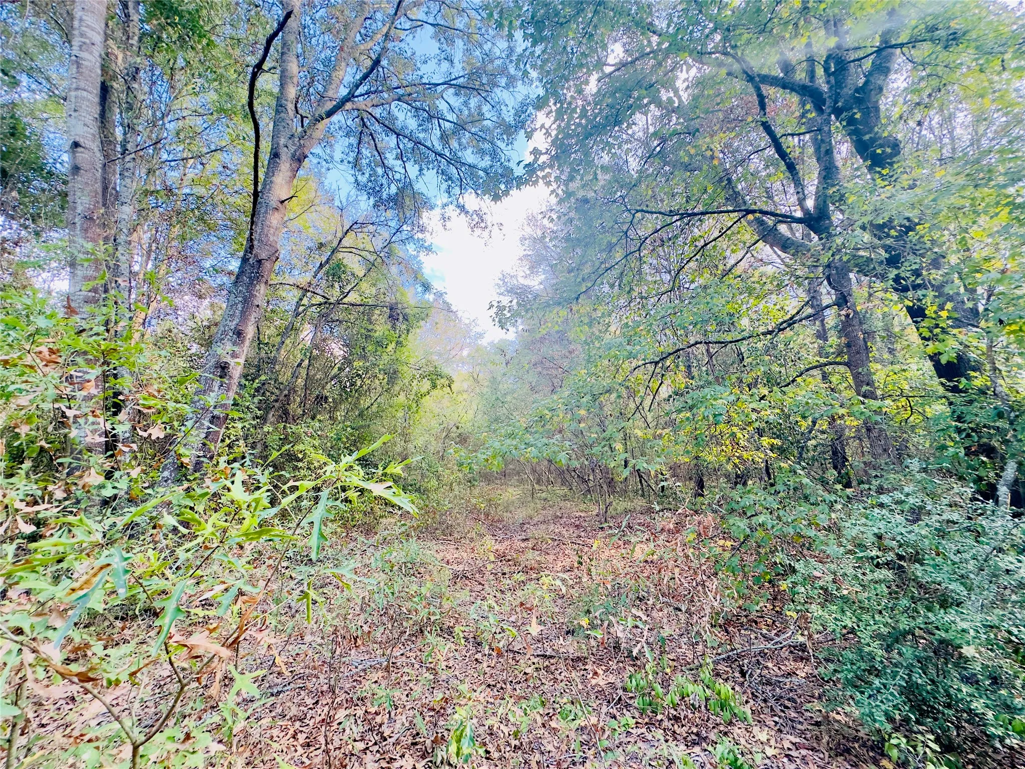 Unimproved Land For Sale in Upshur County , 0000 Apple Tree Road, Gilmer, Texas 75644, 0, 0, Garage spaces, 0 Sqft, built in 0, mls#21379659, Real Estate Agent in Gilmer, Homes For Sale in Upshur county, Homes For Sale in Gilmer, Realtor in Gilmer Texas, Real Estate Brokerage Independent Realty Texas, Luminita Cordes Realtor
