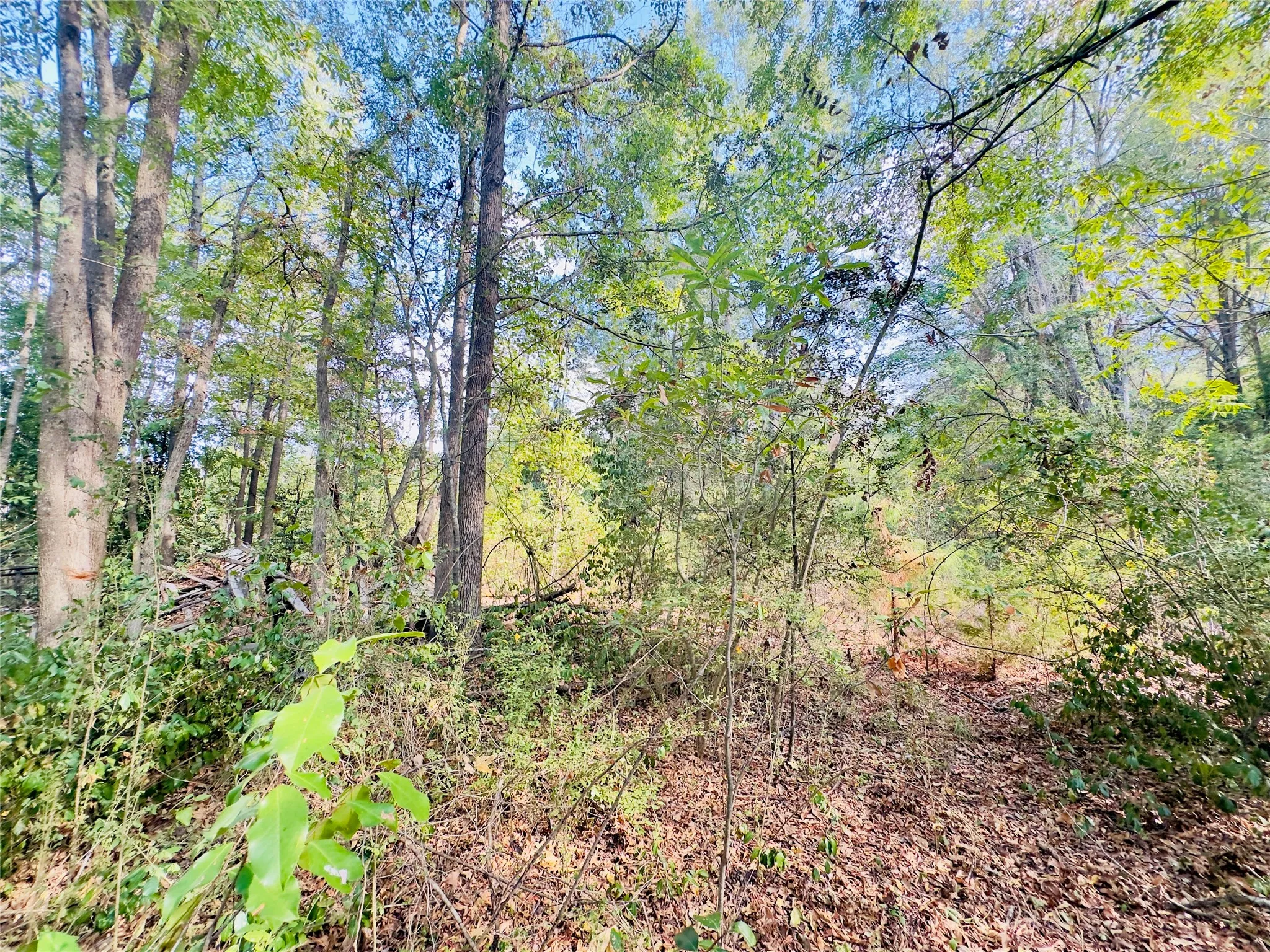 Unimproved Land For Sale in Upshur County , 0000 Apple Tree Road, Gilmer, Texas 75644, 0, 0, Garage spaces, 0 Sqft, built in 0, mls#21379659, Real Estate Agent in Gilmer, Homes For Sale in Upshur county, Homes For Sale in Gilmer, Realtor in Gilmer Texas, Real Estate Brokerage Independent Realty Texas, Luminita Cordes Realtor