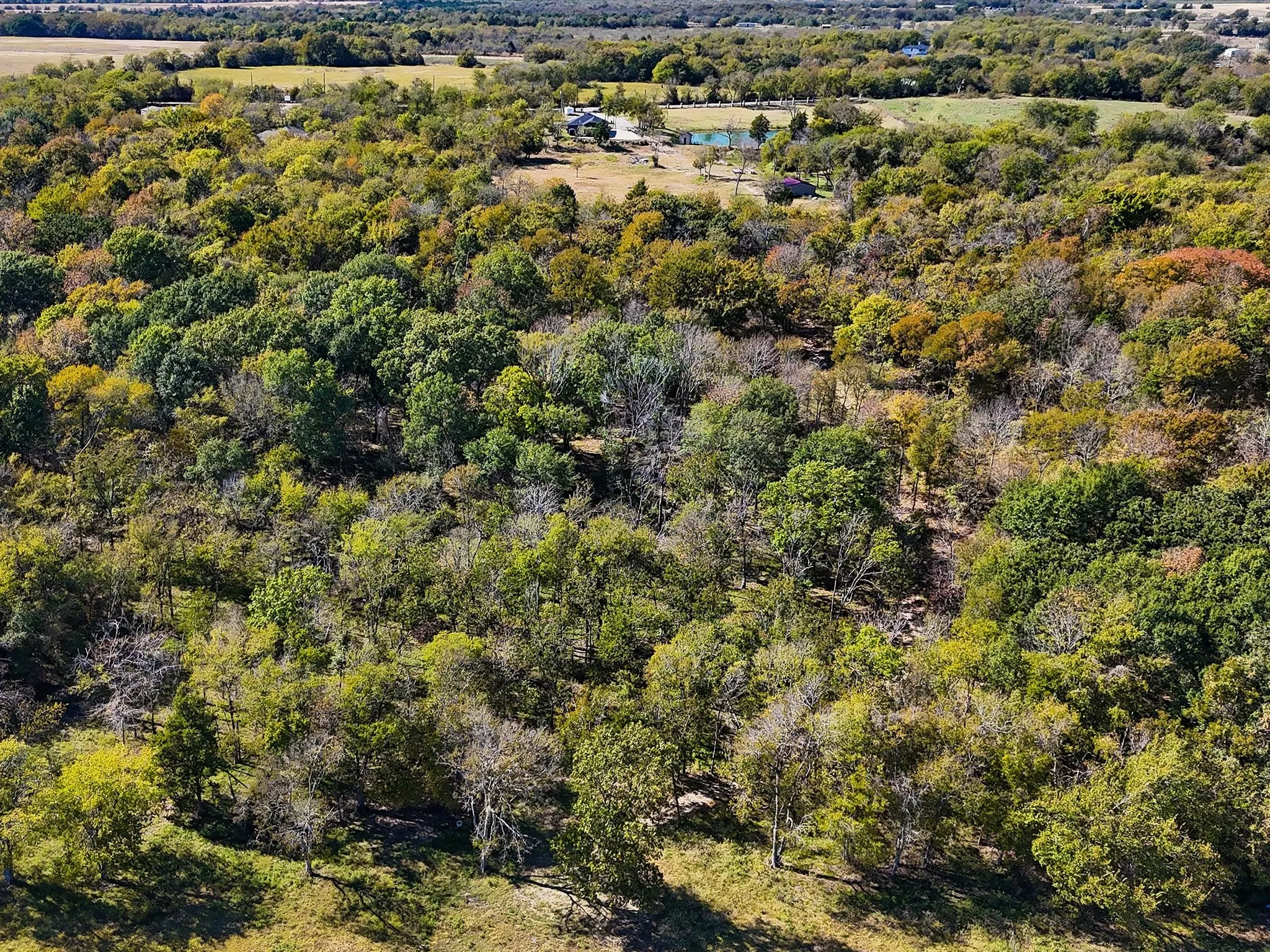 Expansive tree coverage with varying foliage colors and distant structures