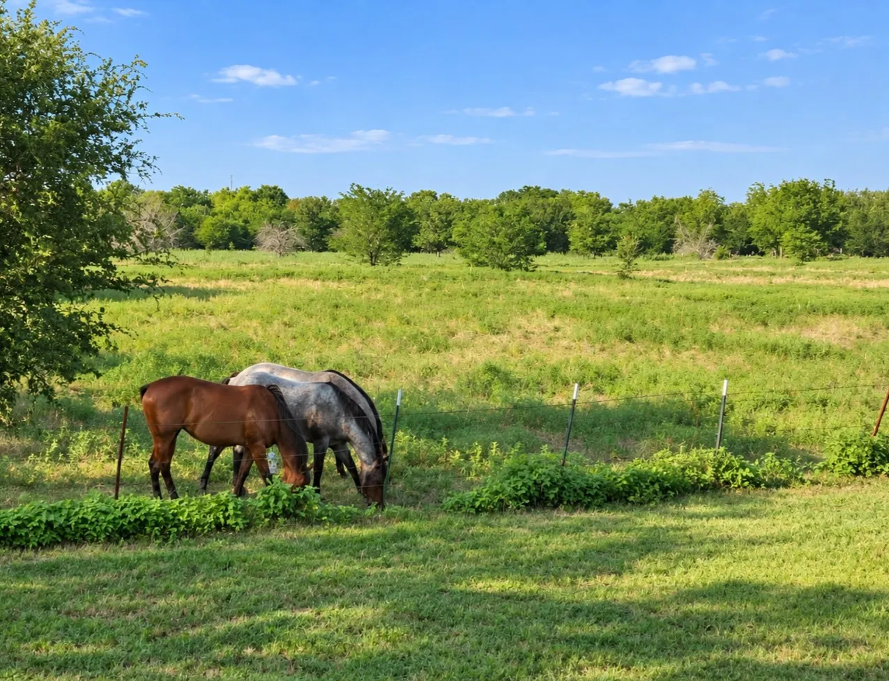 View from back porch