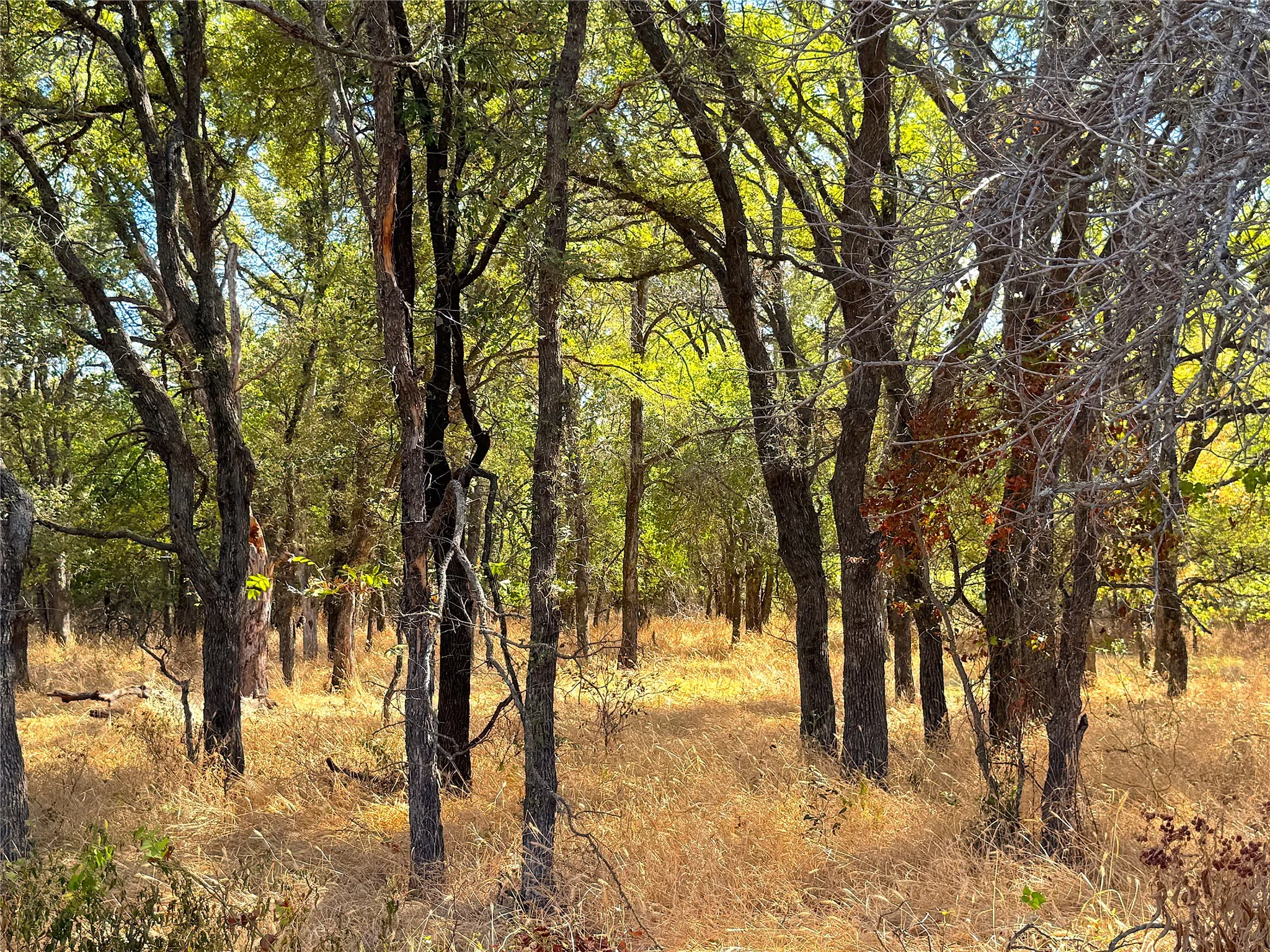 Improved Land For Sale in Jack County , 438 Oak View Lane, Jacksboro, Texas 76458, 0, 0, Garage spaces, 0 Sqft, built in 0, mls#21379831, Real Estate Agent in Jacksboro, Homes For Sale in Jack county, Homes For Sale in Jacksboro, Realtor in Jacksboro Texas, Real Estate Brokerage Independent Realty Texas, Luminita Cordes Realtor