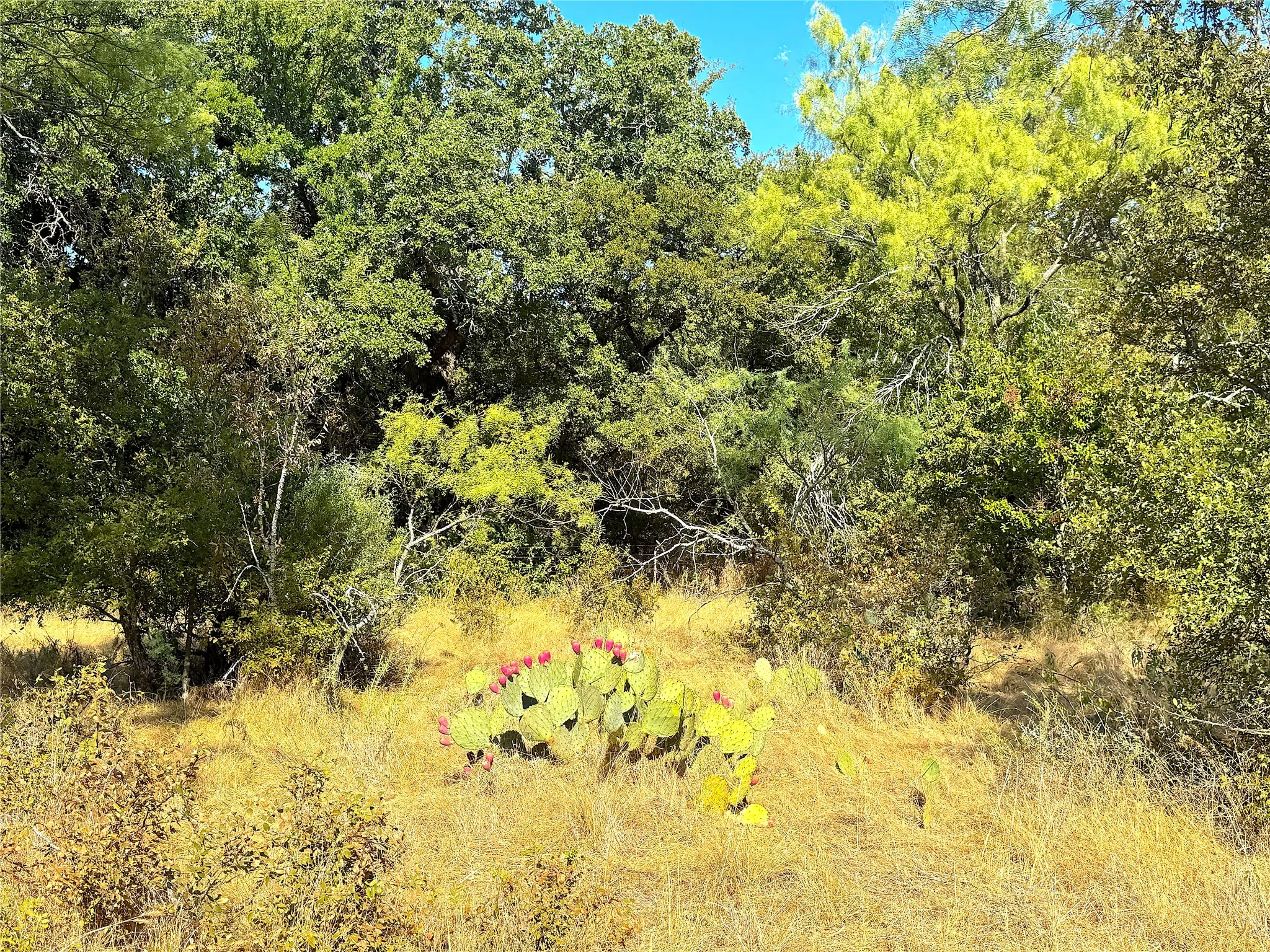 Improved Land For Sale in Jack County , 438 Oak View Lane, Jacksboro, Texas 76458, 0, 0, Garage spaces, 0 Sqft, built in 0, mls#21379831, Real Estate Agent in Jacksboro, Homes For Sale in Jack county, Homes For Sale in Jacksboro, Realtor in Jacksboro Texas, Real Estate Brokerage Independent Realty Texas, Luminita Cordes Realtor