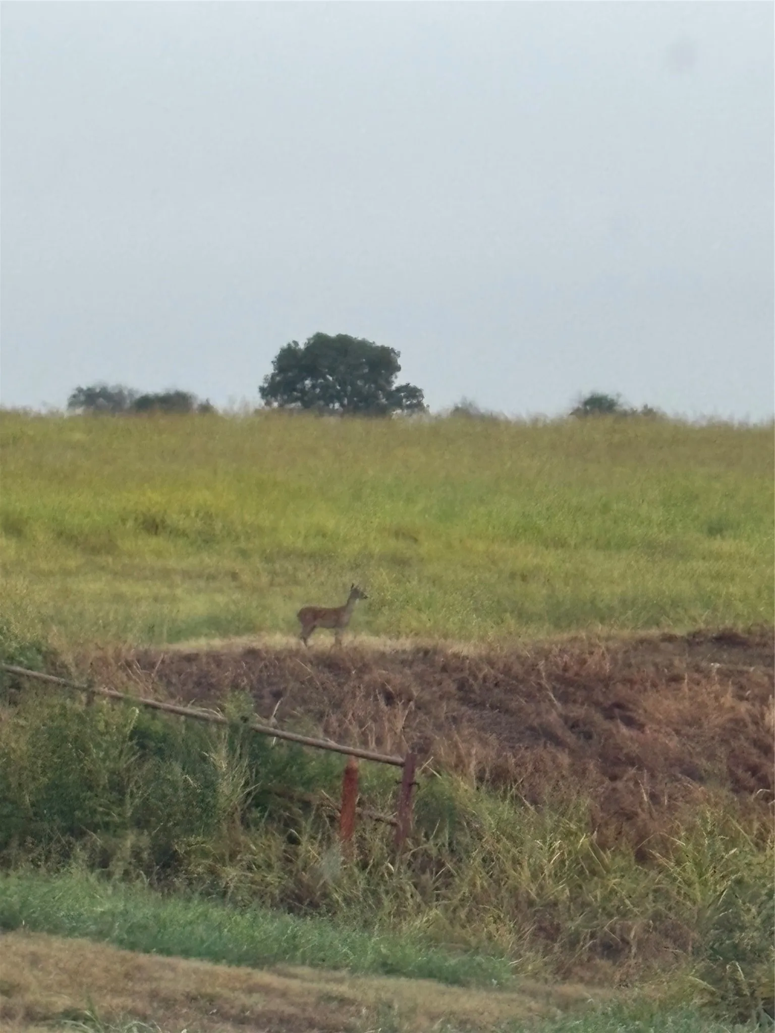 deer/wilddlife