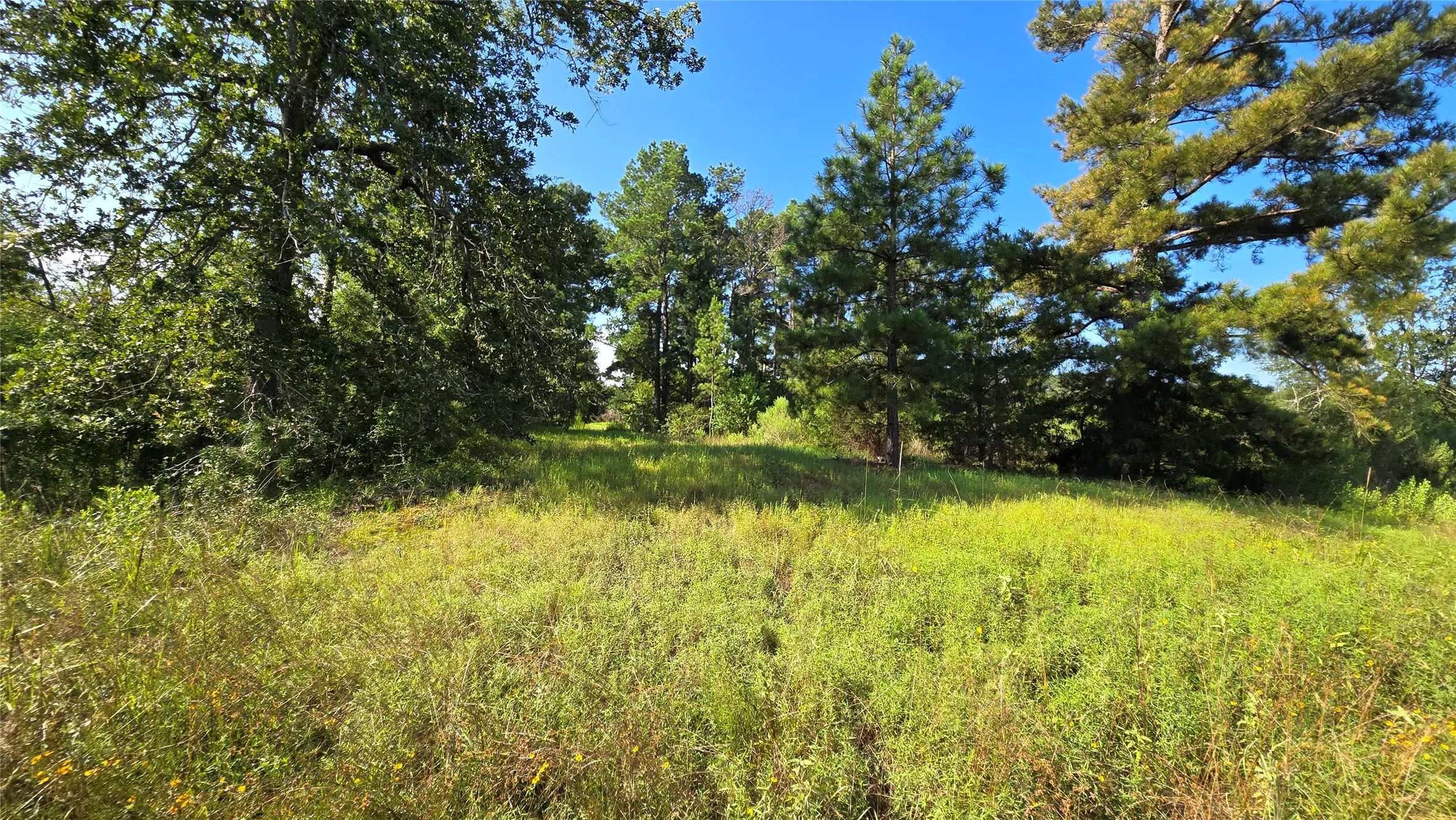 Improved Land For Sale in Panola County , 333 County Road 3092, De Berry, Texas 75639, 0, 0, Garage spaces, 0 Sqft, built in 0, mls#21380046, Real Estate Agent in De Berry, Homes For Sale in Panola county, Homes For Sale in De Berry, Realtor in De Berry Texas, Real Estate Brokerage Independent Realty Texas, Luminita Cordes Realtor