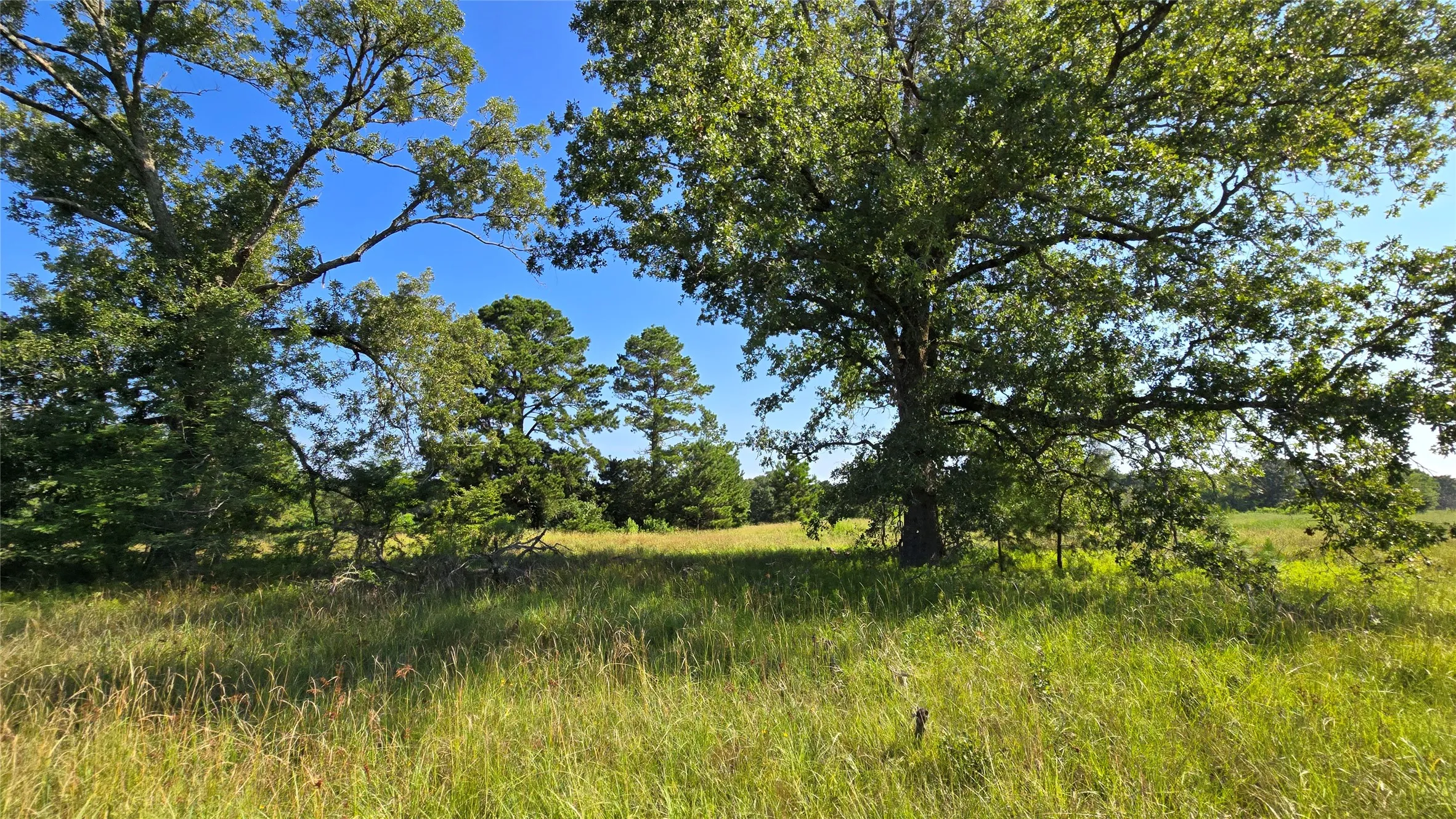 Improved Land For Sale in Panola County , 333 County Road 3092, De Berry, Texas 75639, 0, 0, Garage spaces, 0 Sqft, built in 0, mls#21380046, Real Estate Agent in De Berry, Homes For Sale in Panola county, Homes For Sale in De Berry, Realtor in De Berry Texas, Real Estate Brokerage Independent Realty Texas, Luminita Cordes Realtor