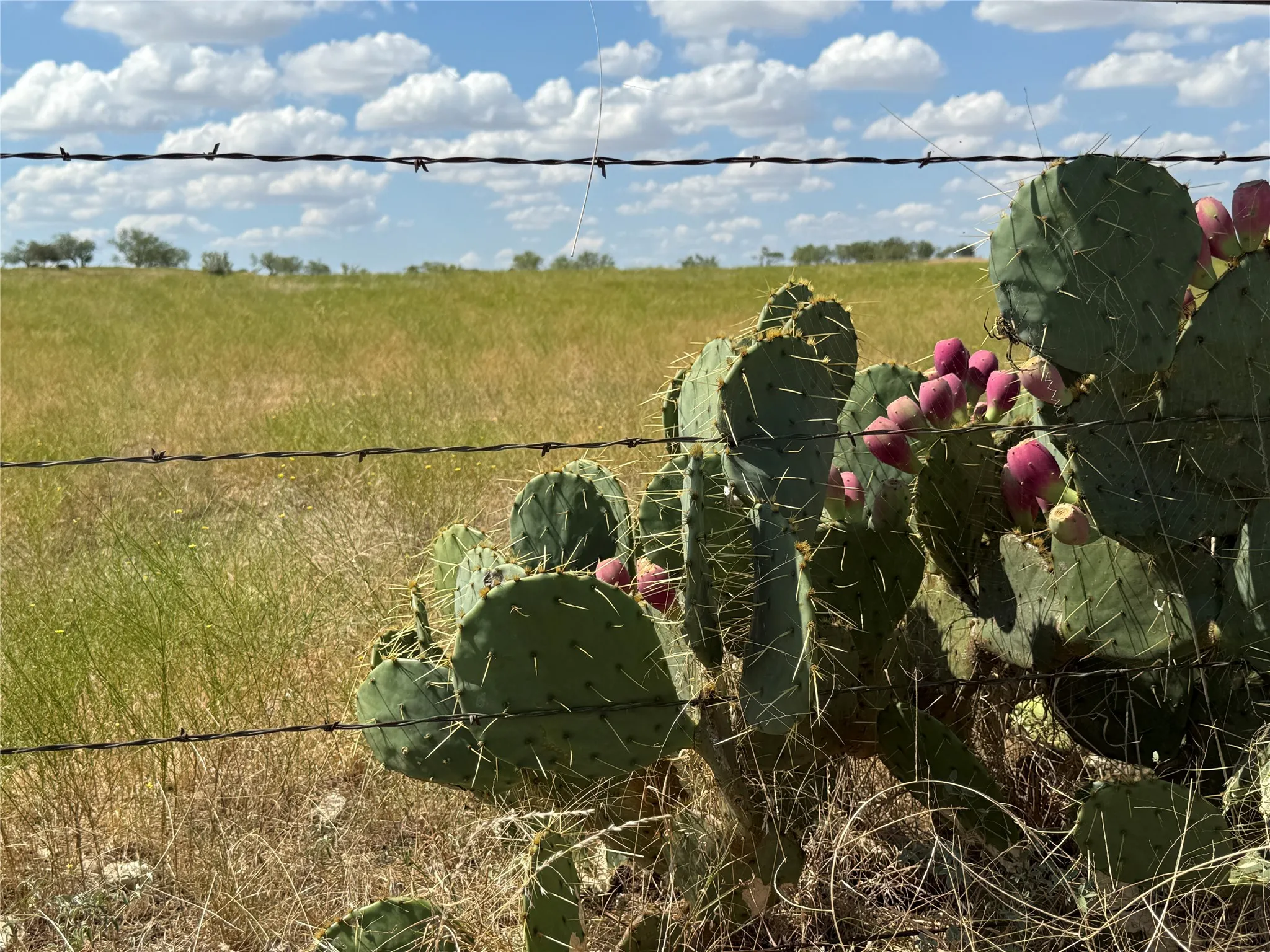 Unimproved Land For Sale in Mc Lennan County , TBD 141.624 +/- ac HWY 6 Highway, Crawford, Texas 76638, 0, 0, Garage spaces, 0 Sqft, built in 0, mls#21360645, Real Estate Agent in Crawford, Homes For Sale in Mc Lennan county, Homes For Sale in Crawford, Realtor in Crawford Texas, Real Estate Brokerage Independent Realty Texas, Luminita Cordes Realtor