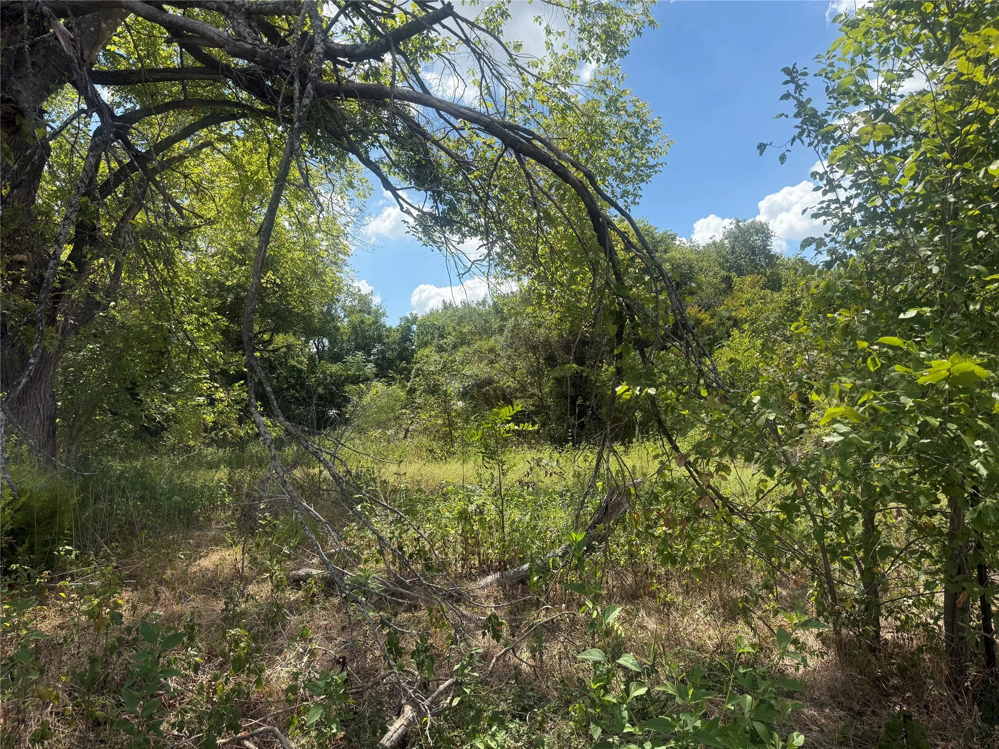 Mature trees providing natural shade