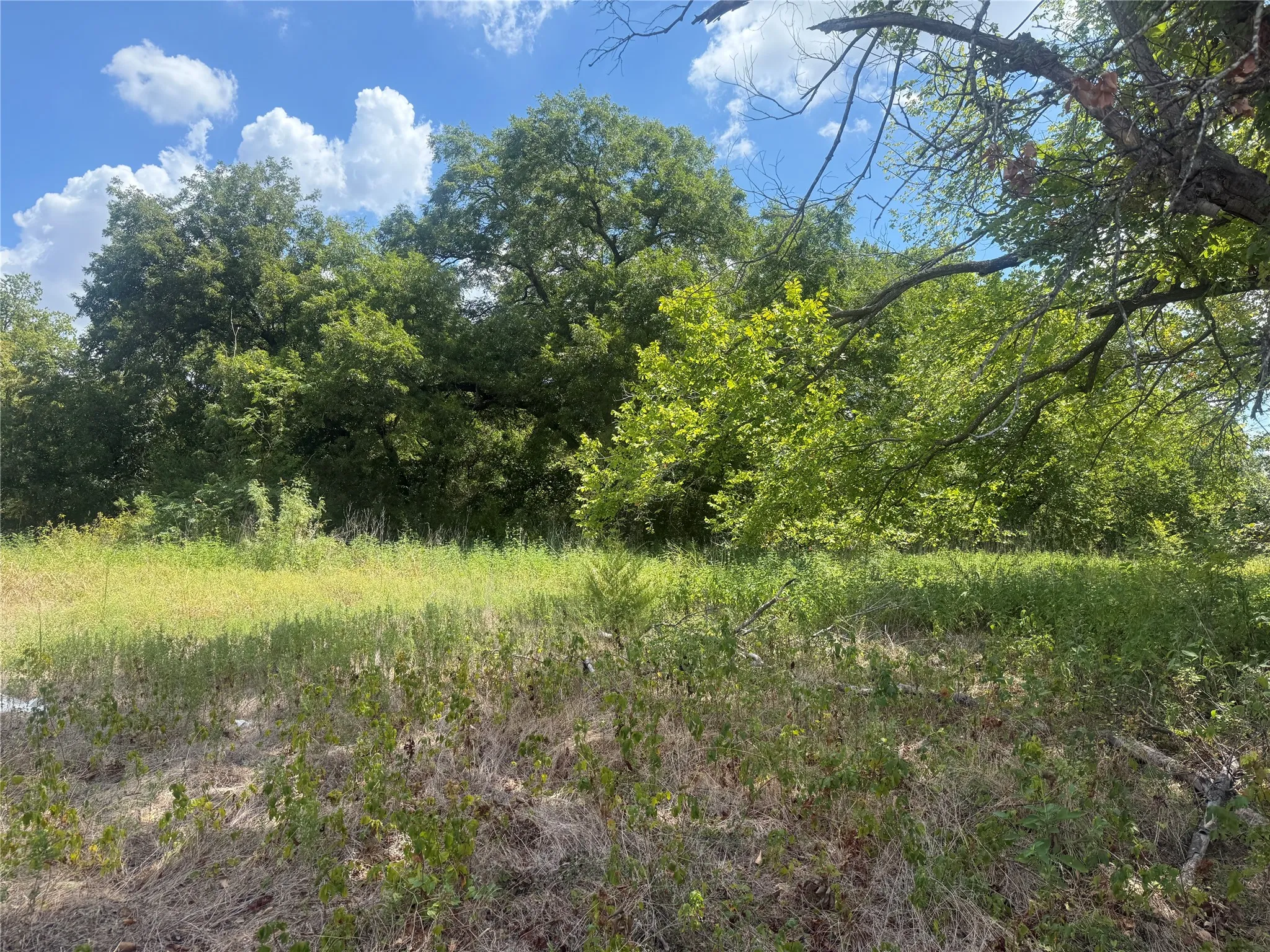 Expansive natural landscape featuring lush greenery and mature trees