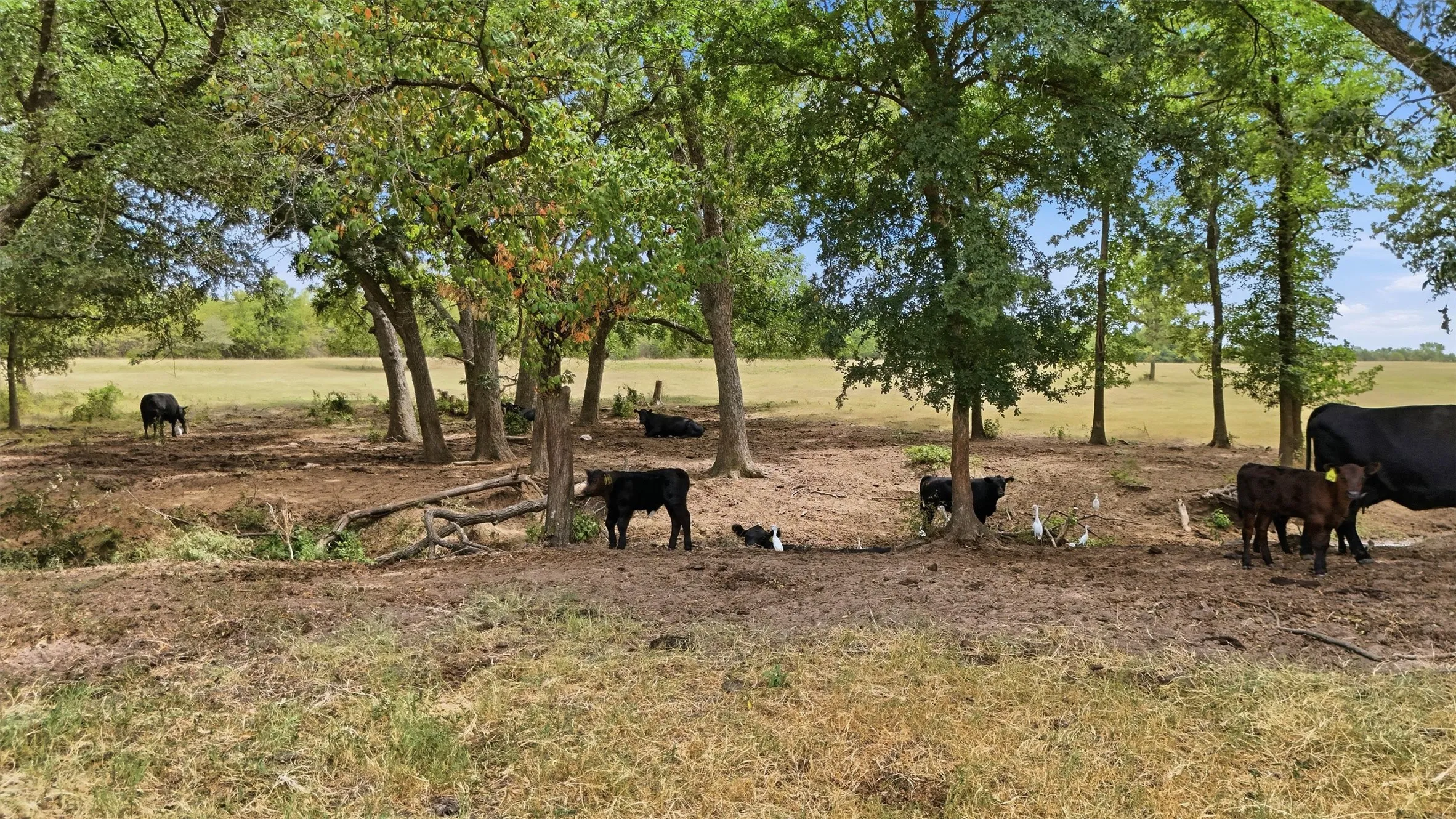 Unimproved Land For Sale in Grayson County , 544 W FM 902, Collinsville, Texas 76233, 0, 0, Garage spaces, 0 Sqft, built in 0, mls#21367808, Real Estate Agent in Collinsville, Homes For Sale in Grayson county, Homes For Sale in Collinsville, Realtor in Collinsville Texas, Real Estate Brokerage Independent Realty Texas, Luminita Cordes Realtor