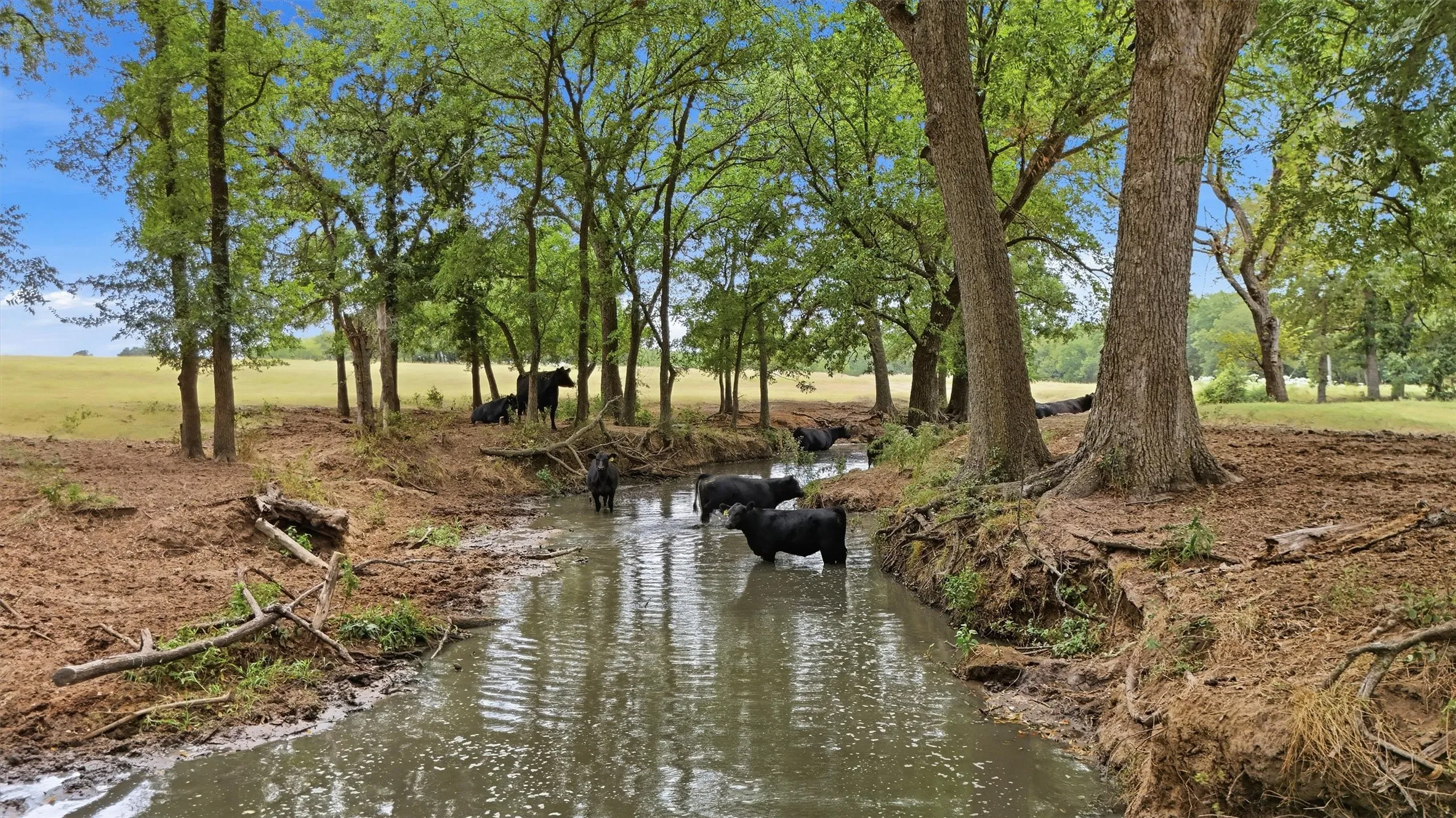 Unimproved Land For Sale in Grayson County , 544 W FM 902, Collinsville, Texas 76233, 0, 0, Garage spaces, 0 Sqft, built in 0, mls#21367808, Real Estate Agent in Collinsville, Homes For Sale in Grayson county, Homes For Sale in Collinsville, Realtor in Collinsville Texas, Real Estate Brokerage Independent Realty Texas, Luminita Cordes Realtor