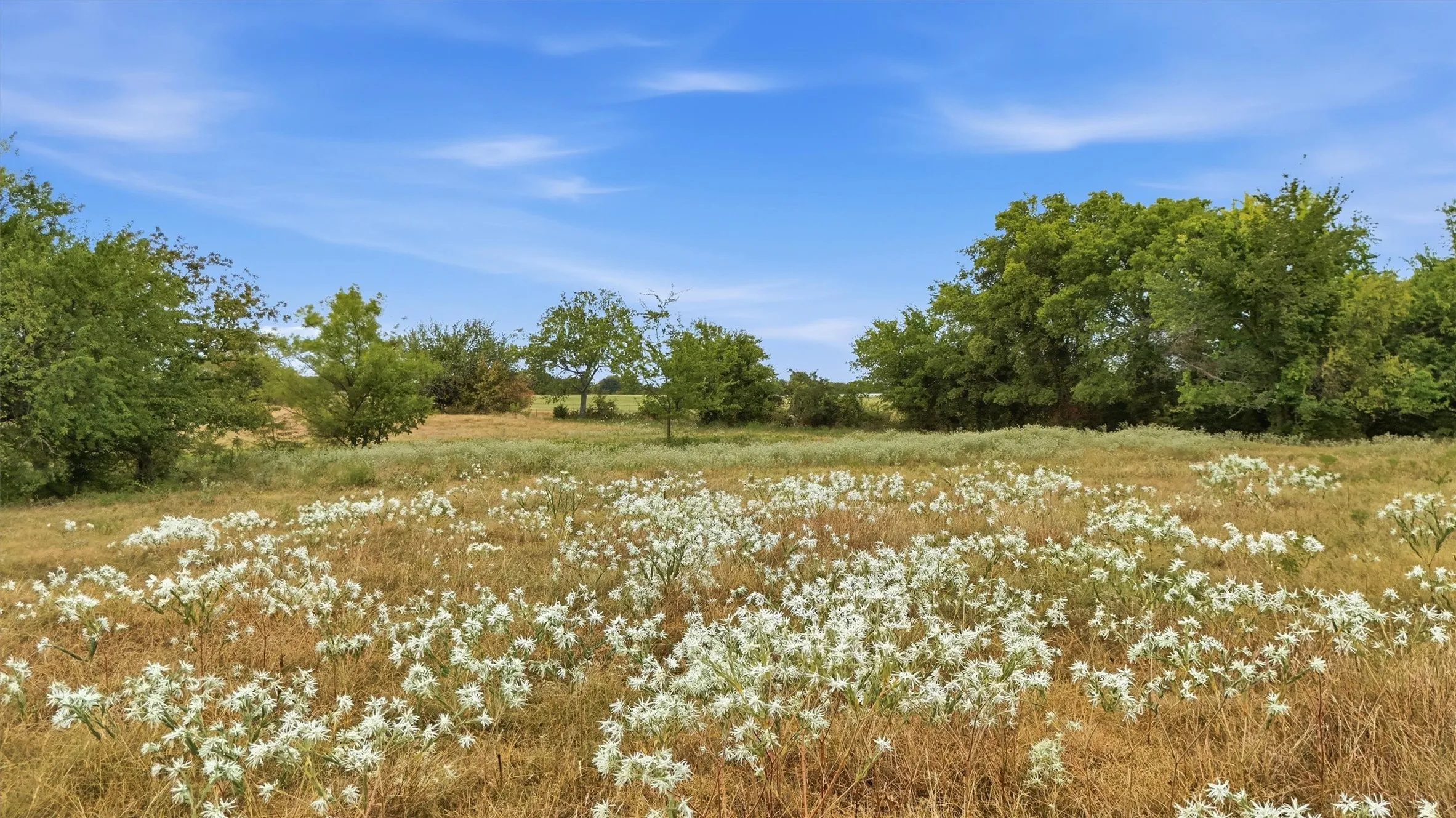 Expansive open field with scattered white wildflowers, surrounded by mature green trees, under a bright blue sky