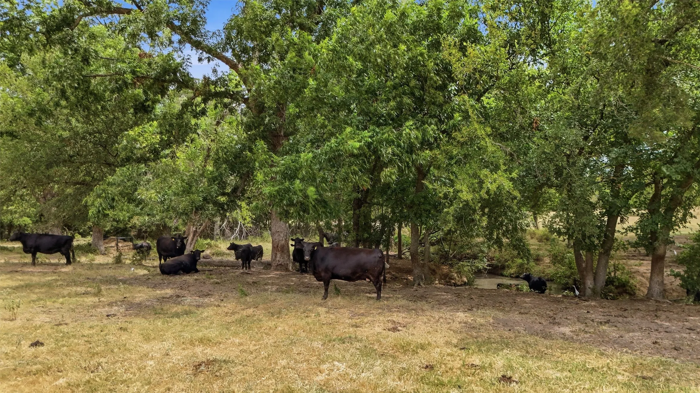 Unimproved Land For Sale in Grayson County , 544 W FM 902, Collinsville, Texas 76233, 0, 0, Garage spaces, 0 Sqft, built in 0, mls#21367808, Real Estate Agent in Collinsville, Homes For Sale in Grayson county, Homes For Sale in Collinsville, Realtor in Collinsville Texas, Real Estate Brokerage Independent Realty Texas, Luminita Cordes Realtor