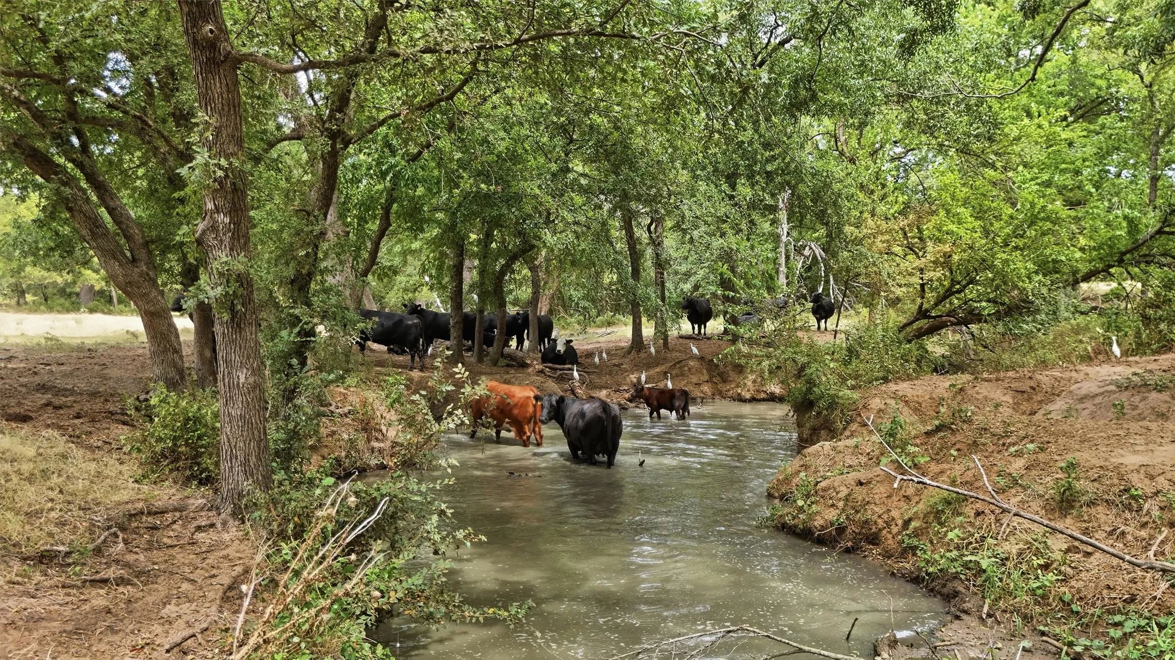Unimproved Land For Sale in Grayson County , 544 W FM 902, Collinsville, Texas 76233, 0, 0, Garage spaces, 0 Sqft, built in 0, mls#21367808, Real Estate Agent in Collinsville, Homes For Sale in Grayson county, Homes For Sale in Collinsville, Realtor in Collinsville Texas, Real Estate Brokerage Independent Realty Texas, Luminita Cordes Realtor