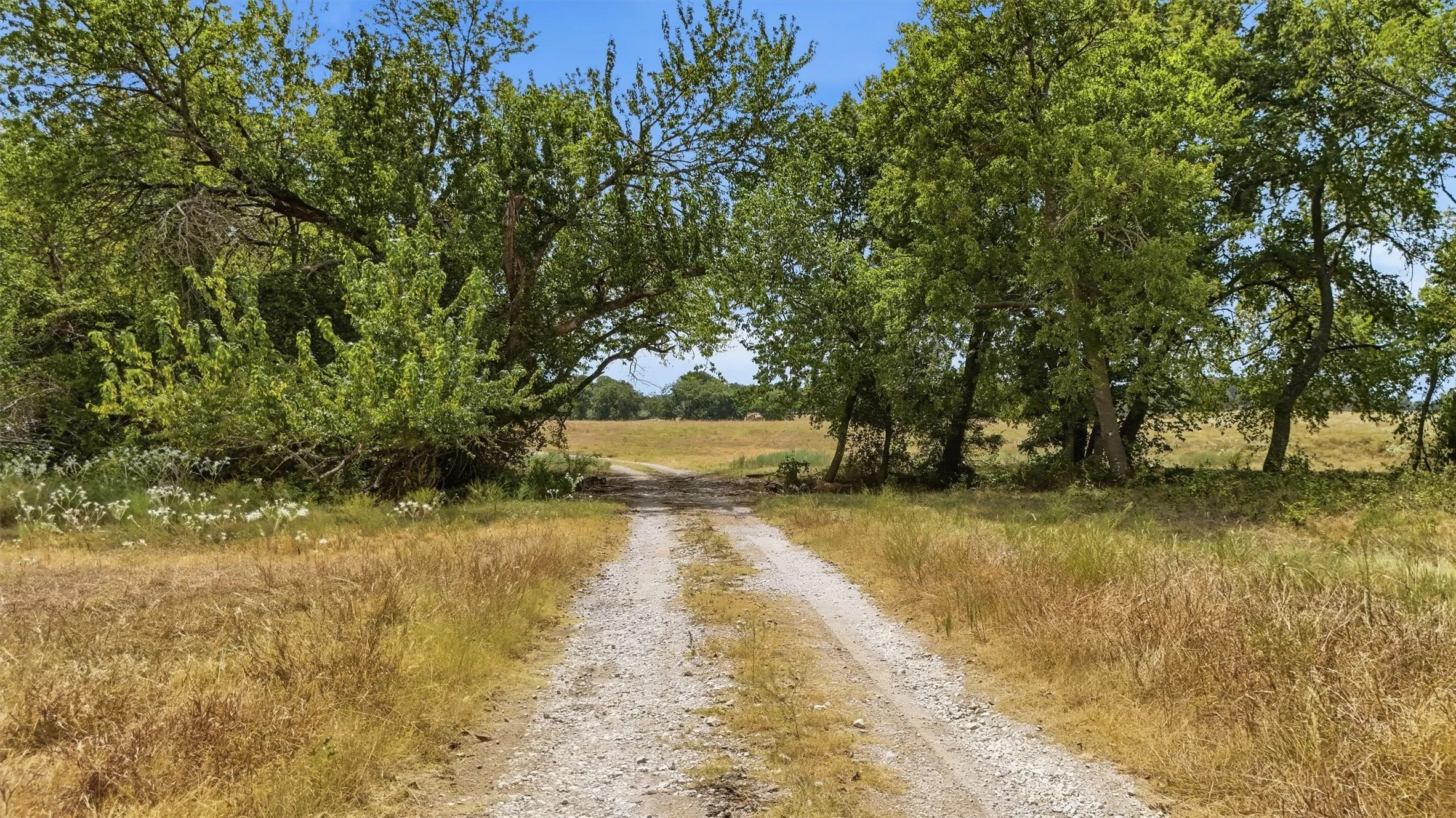 Gravel drive bordered by mature deciduous trees and natural grasses