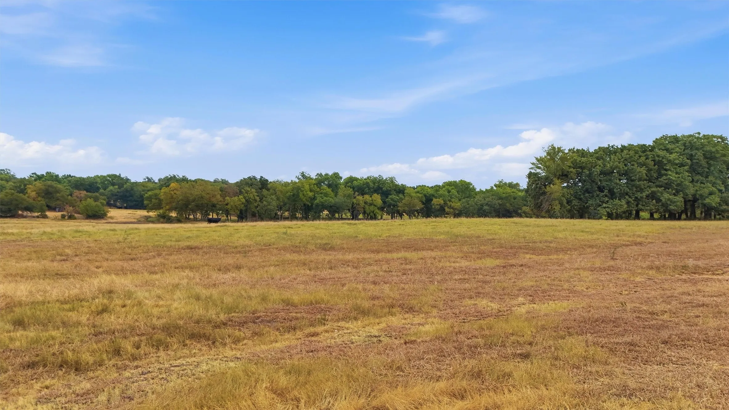 Expansive open field with scattered trees along the perimeter
