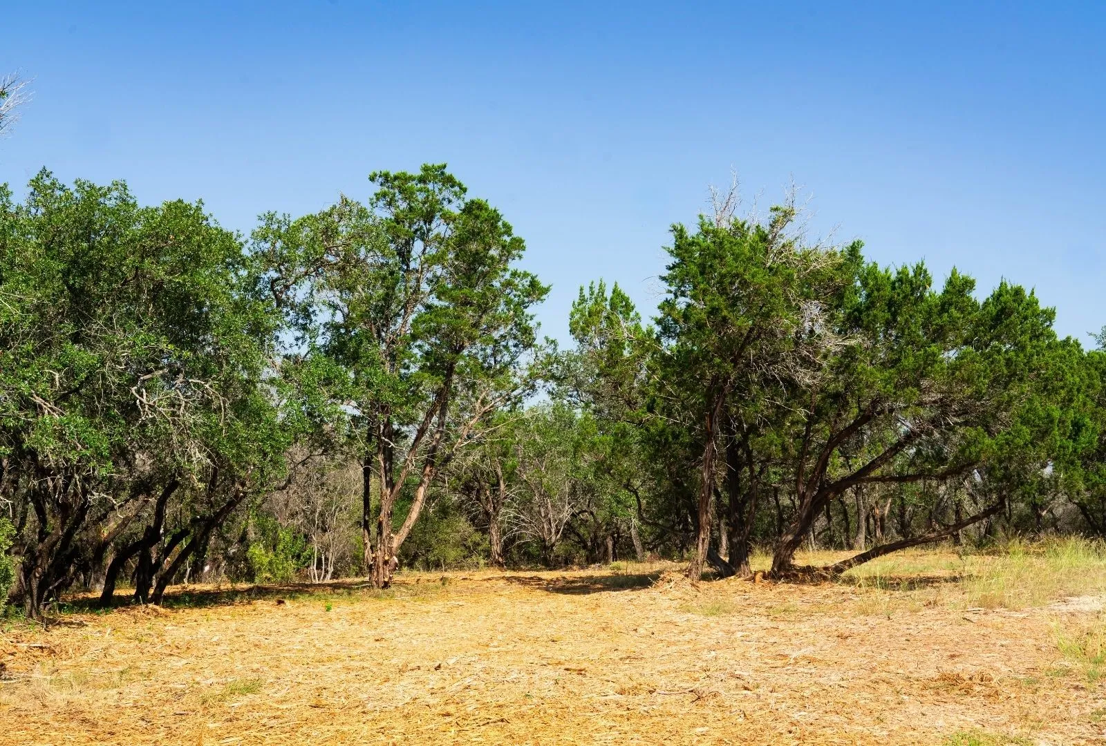 Unimproved Land For Sale in Travis County , 000 Old Ferry Road, Spicewood, Texas 78669, 0, 0, Garage spaces, 0 Sqft, built in 0, mls#21380597, Real Estate Agent in Spicewood, Homes For Sale in Travis county, Homes For Sale in Spicewood, Realtor in Spicewood Texas, Real Estate Brokerage Independent Realty Texas, Luminita Cordes Realtor