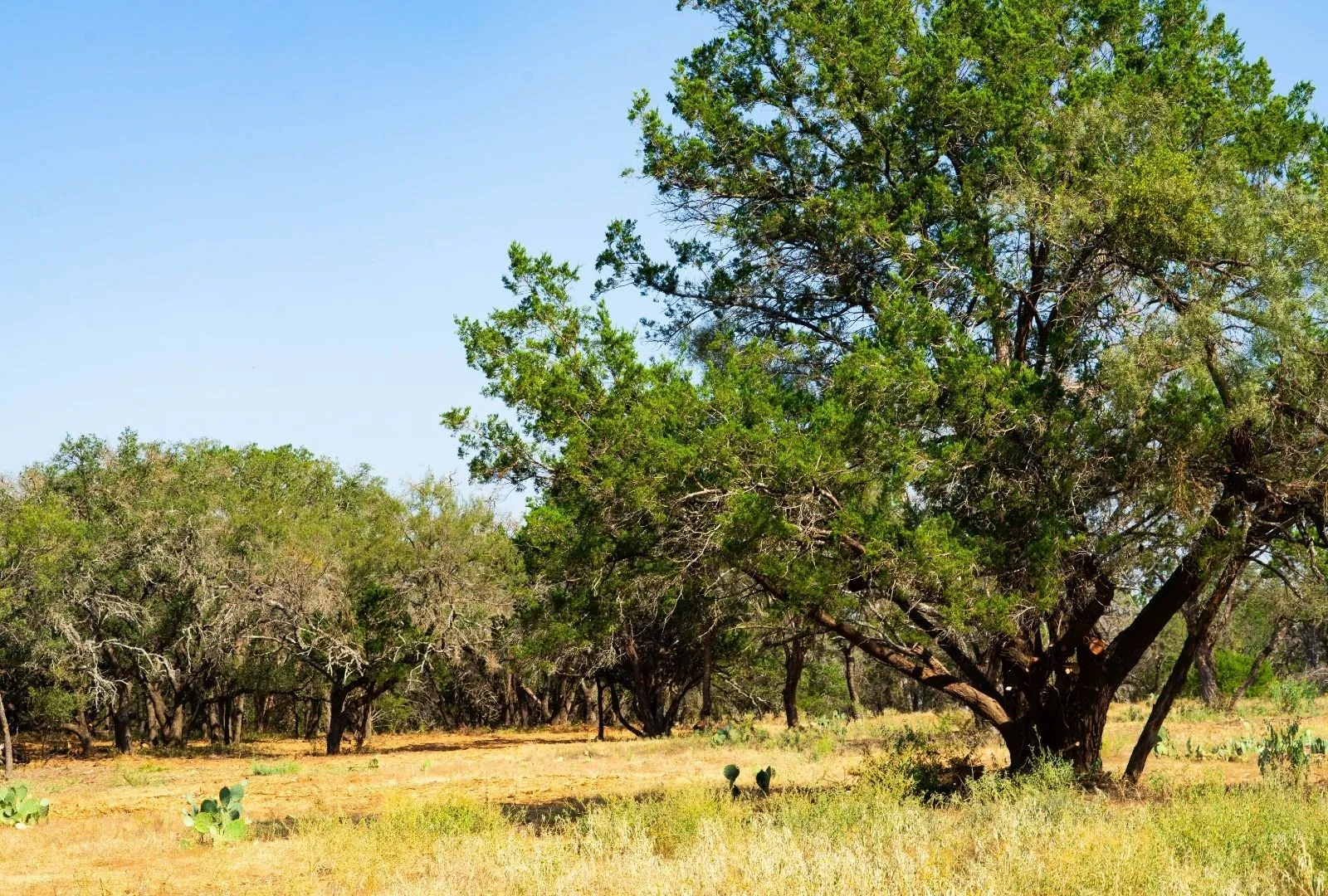 Unimproved Land For Sale in Travis County , 000 Old Ferry Road, Spicewood, Texas 78669, 0, 0, Garage spaces, 0 Sqft, built in 0, mls#21380597, Real Estate Agent in Spicewood, Homes For Sale in Travis county, Homes For Sale in Spicewood, Realtor in Spicewood Texas, Real Estate Brokerage Independent Realty Texas, Luminita Cordes Realtor
