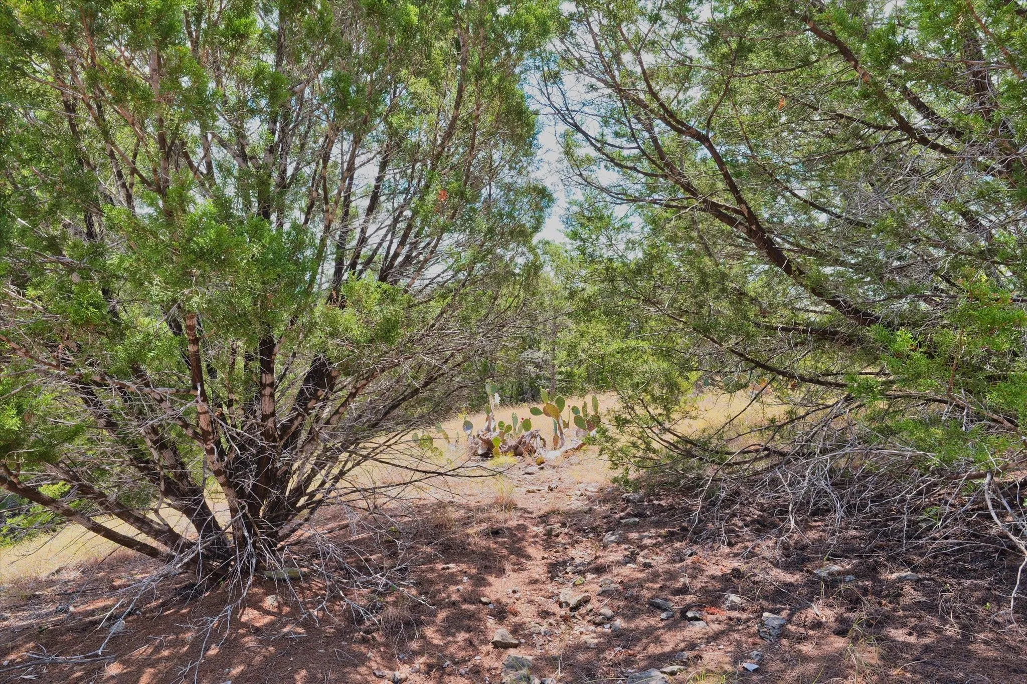 Natural landscape featuring mature evergreen trees and arid ground cover