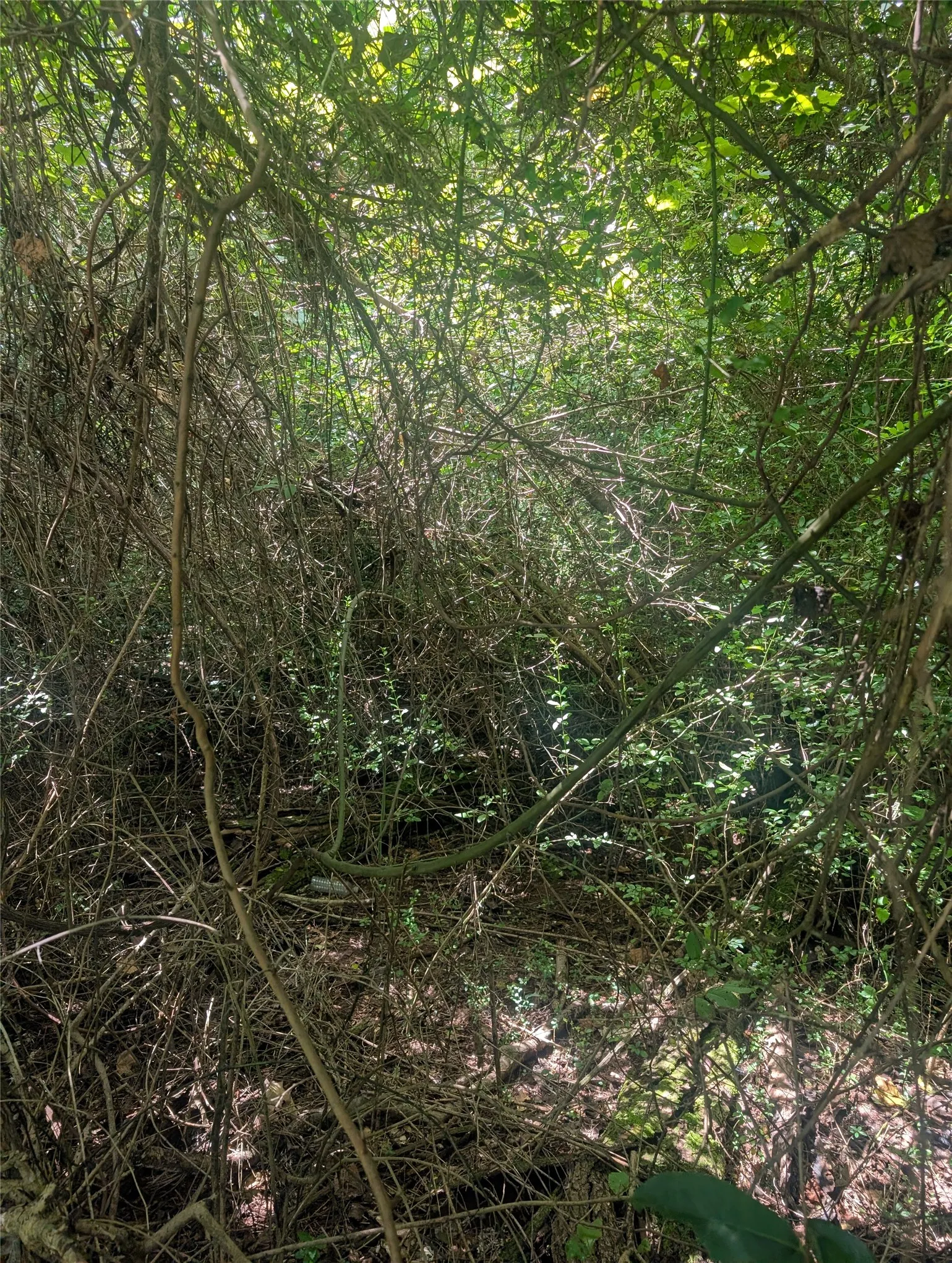 Unimproved Land For Sale in Wood County , 0 County Road 3419, Hawkins, Texas 75765, 0, 0, Garage spaces, 0 Sqft, built in 0, mls#21380795, Real Estate Agent in Hawkins, Homes For Sale in Wood county, Homes For Sale in Hawkins, Realtor in Hawkins Texas, Real Estate Brokerage Independent Realty Texas, Luminita Cordes Realtor